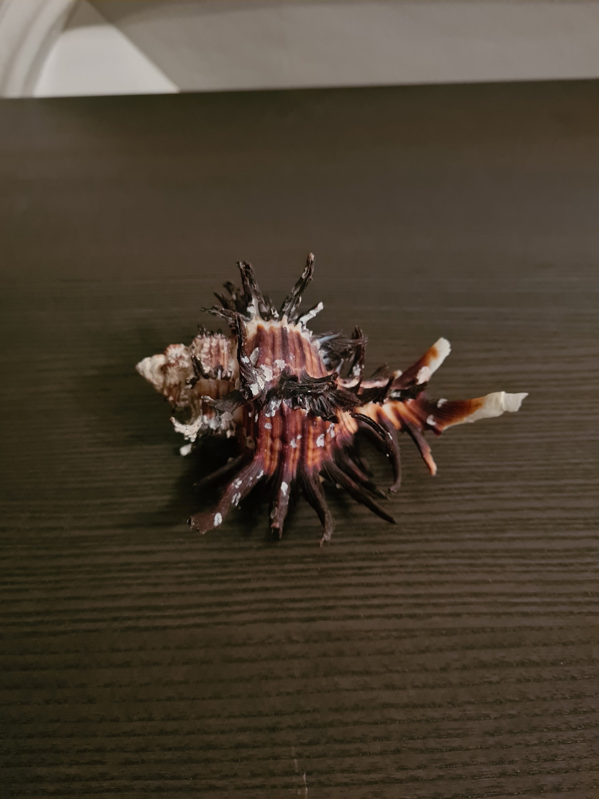 Coquillage Chicoreus Murex