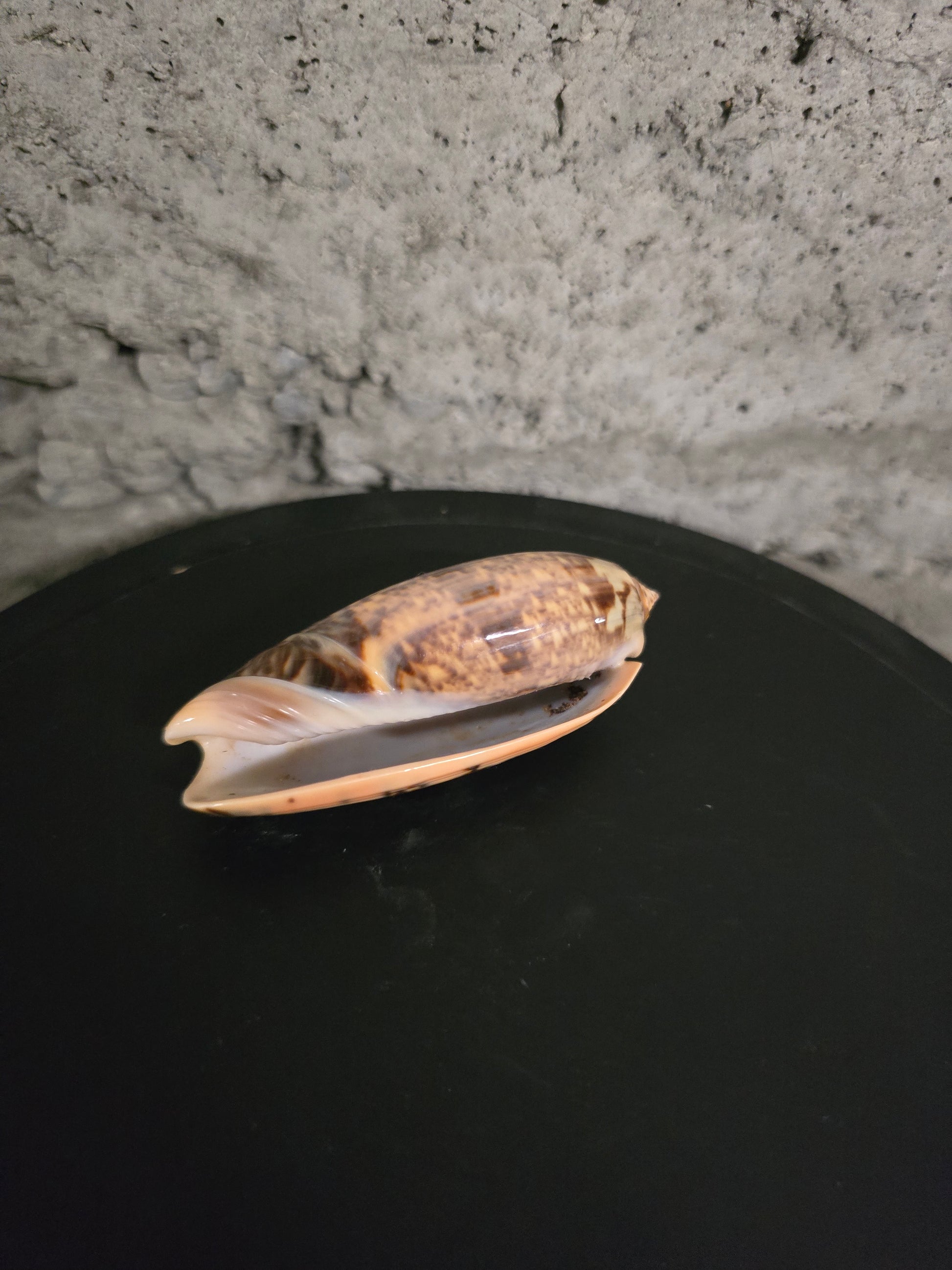 Coquillage Oliva 72-75 mm
