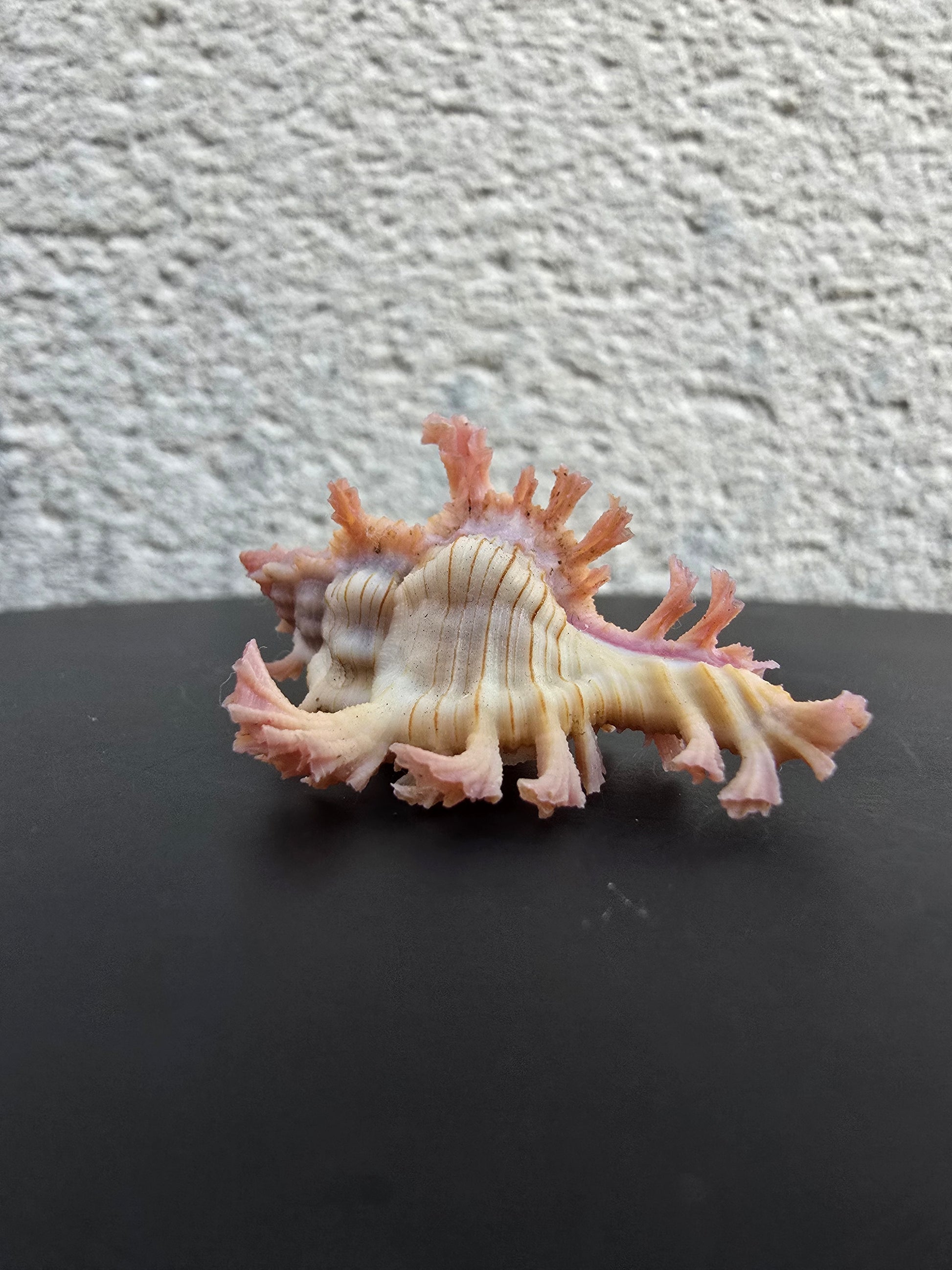 Coquillage Chicoreus Murex