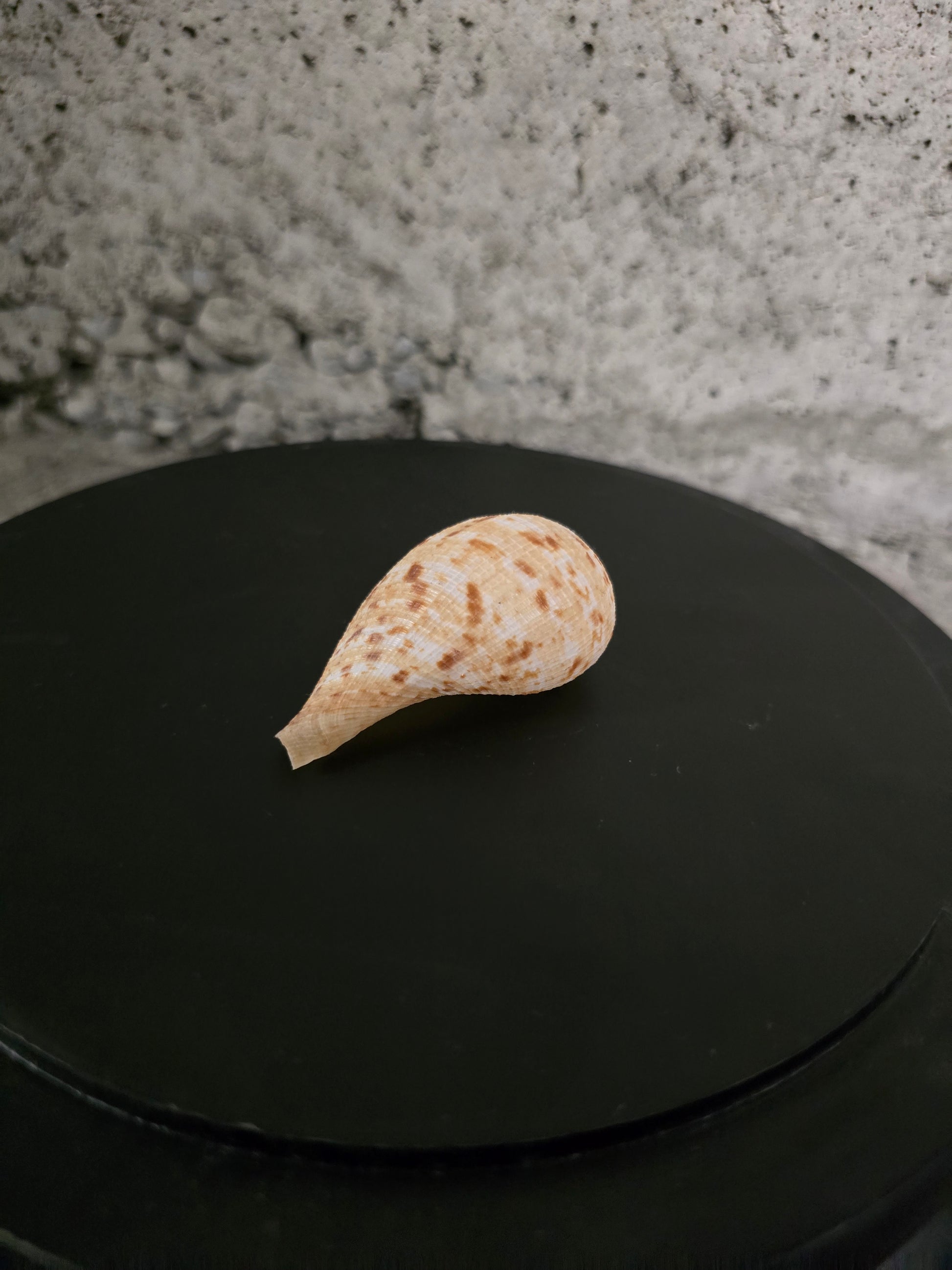 Coquillage figue gracilis 60 mm