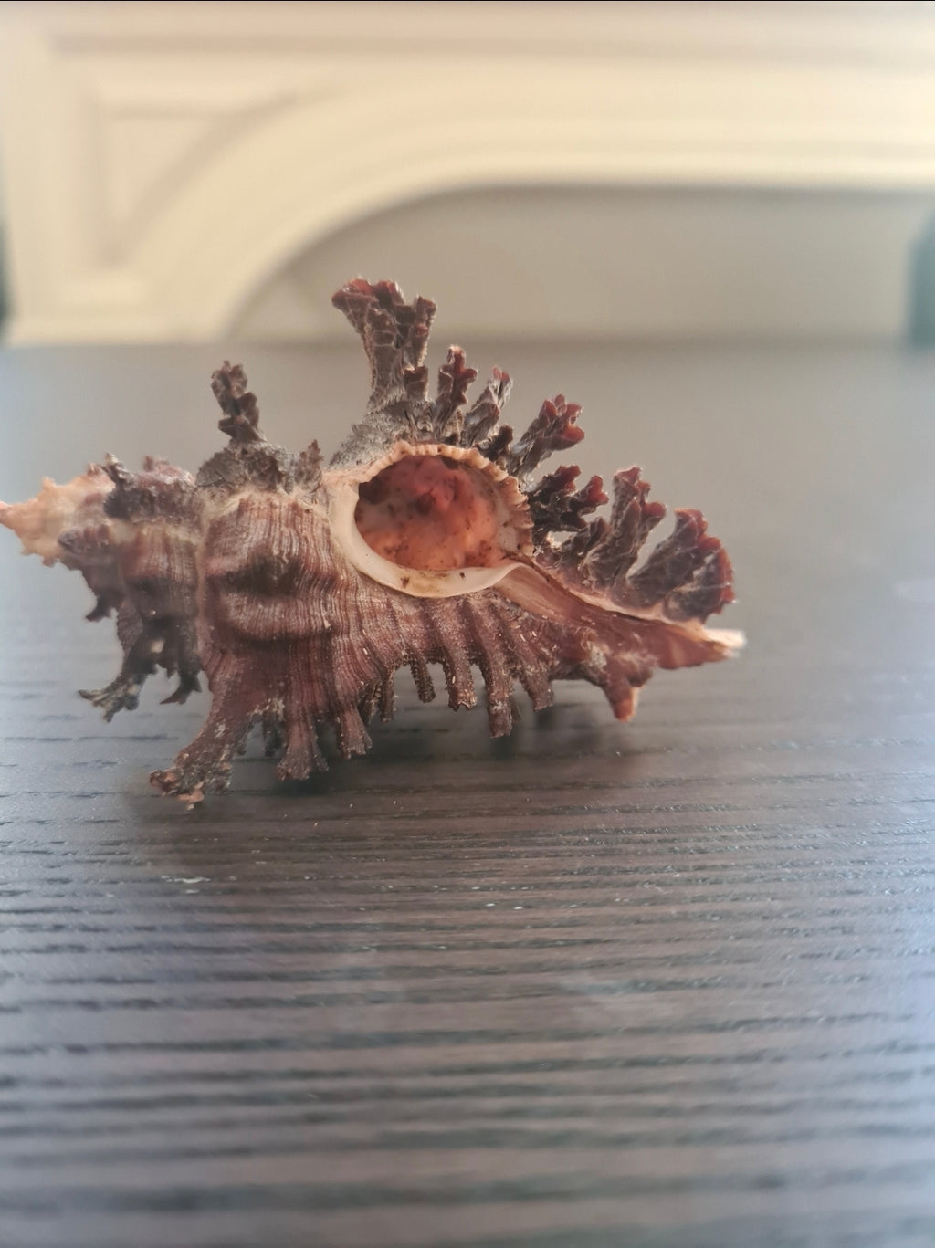 Coquillage Chicoreus Murex