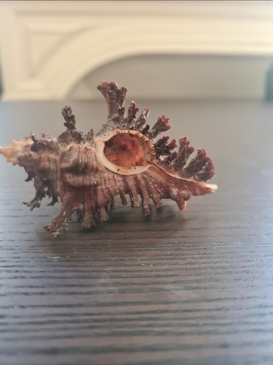 Coquillage Chicoreus Murex