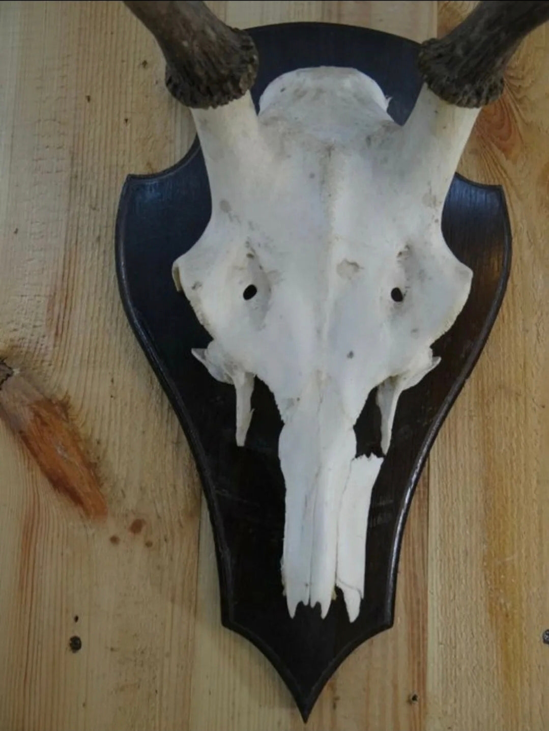 Trophée de chasse, cerf élaphe