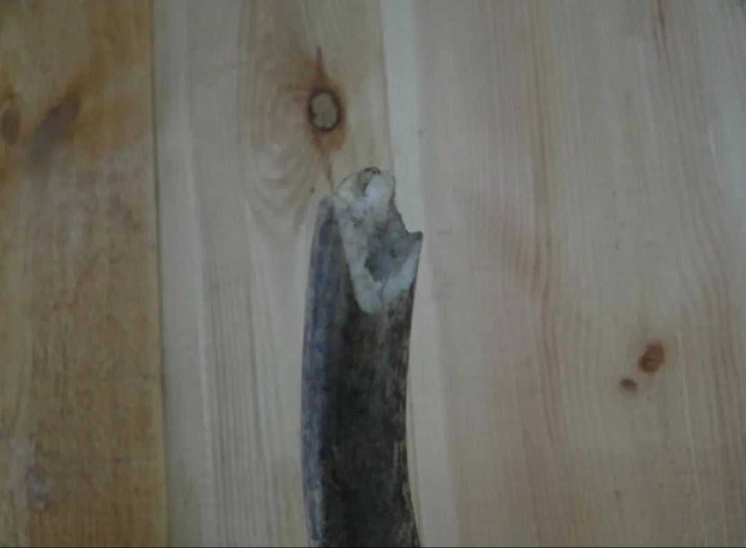 Trophée de chasse, cerf élaphe