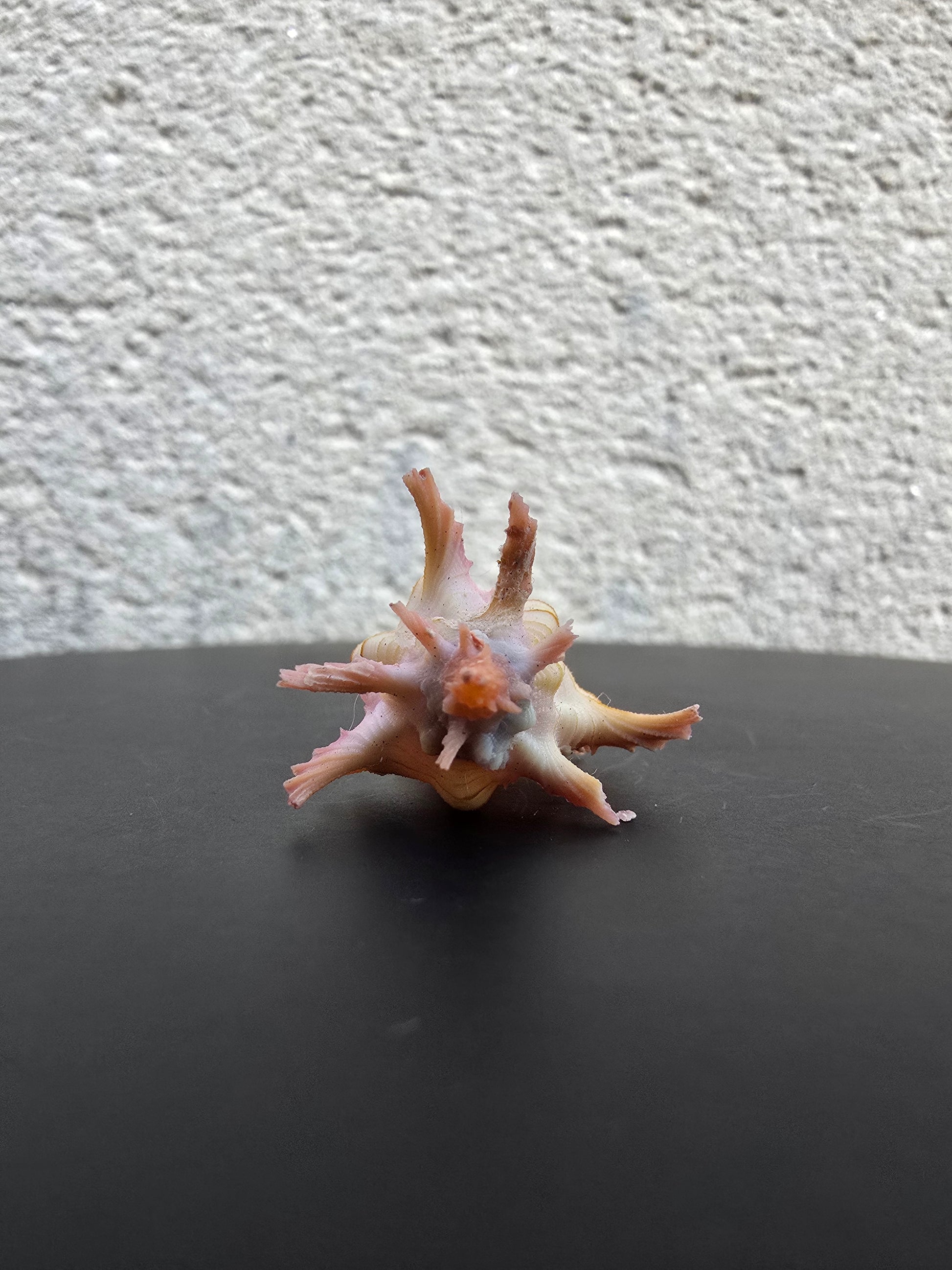 Coquillage Chicoreus Murex
