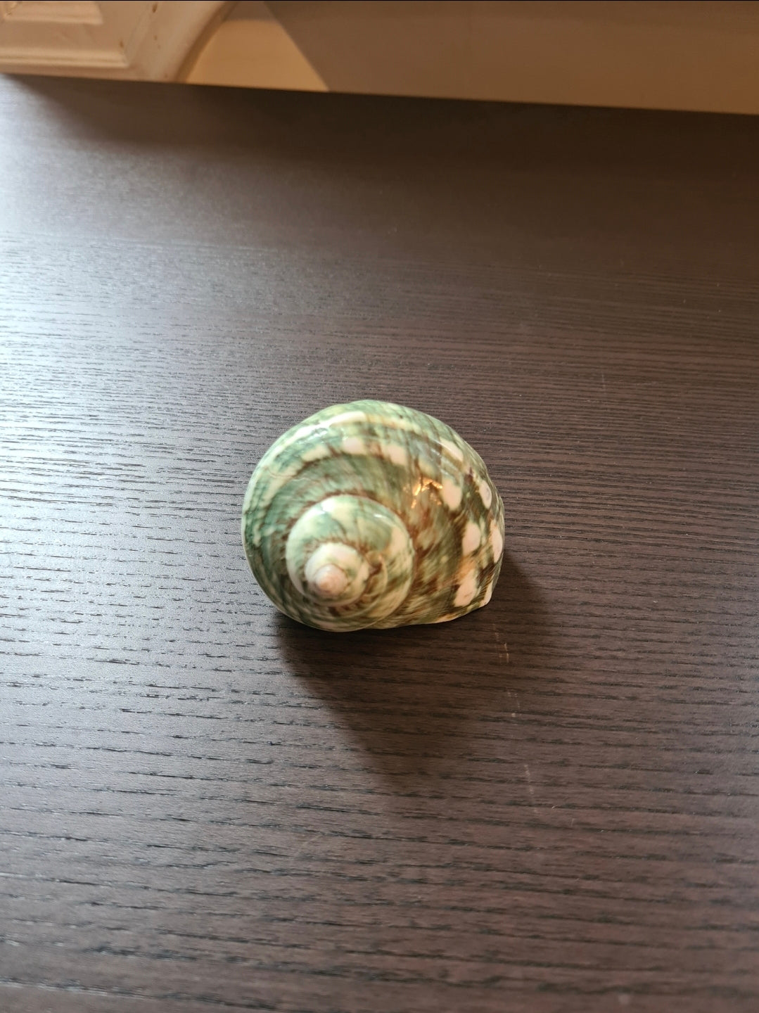 Coquillage Burgo