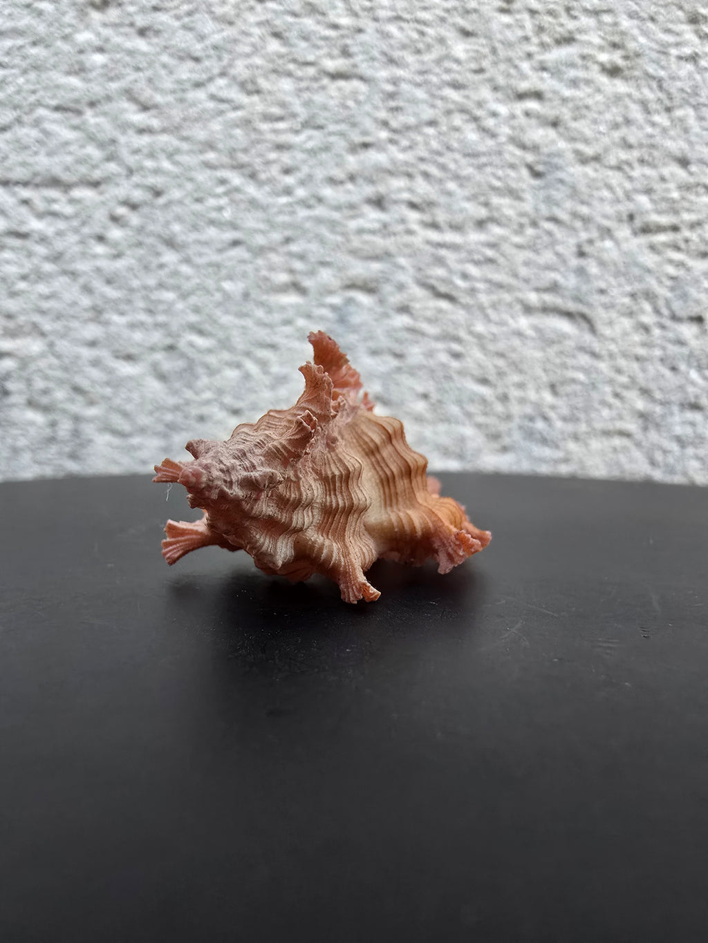 Coquillage Chicoreus Murex