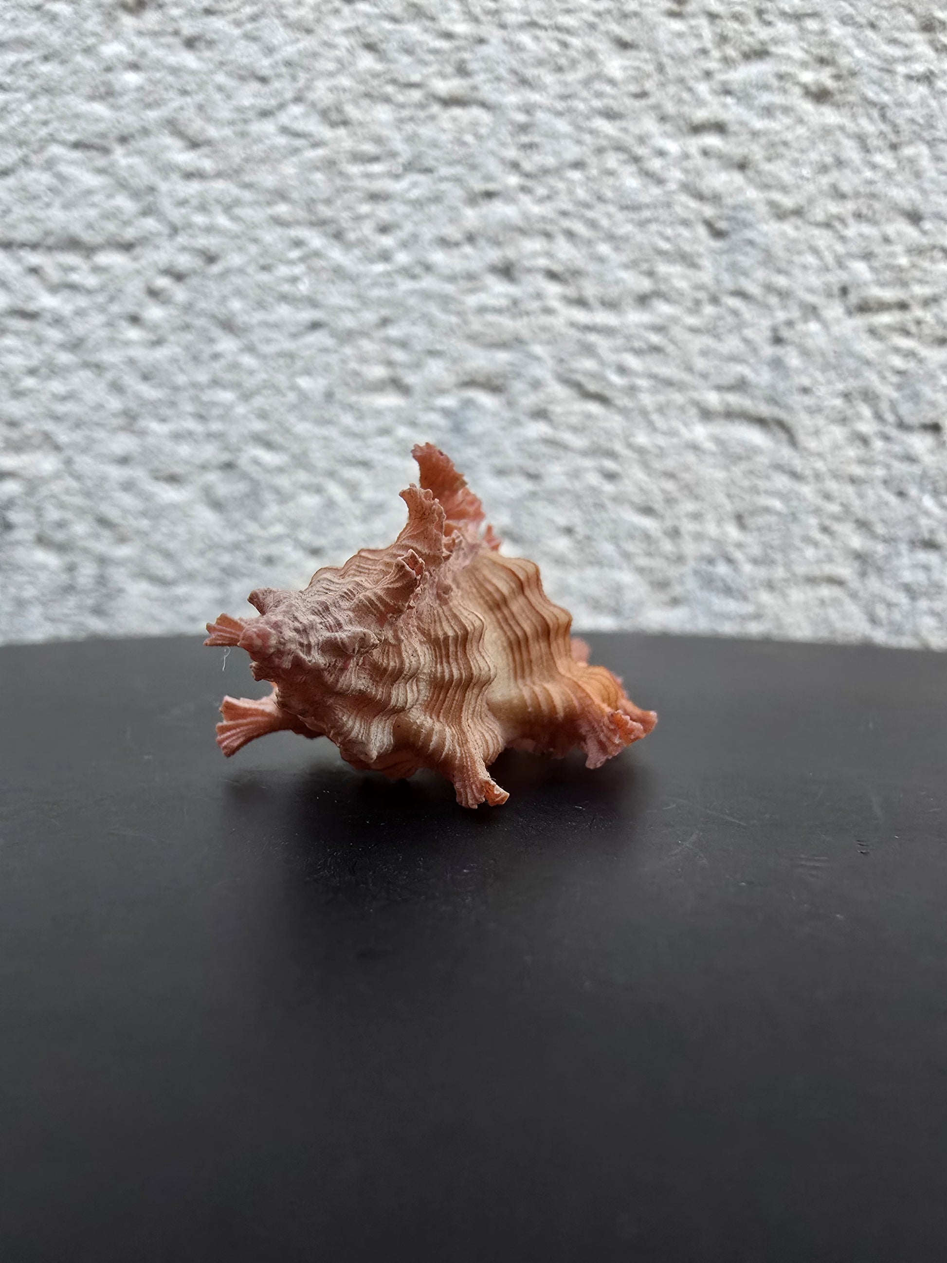 Coquillage Chicoreus Murex