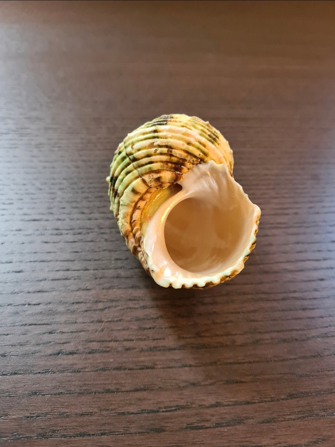 Coquillage Burgo