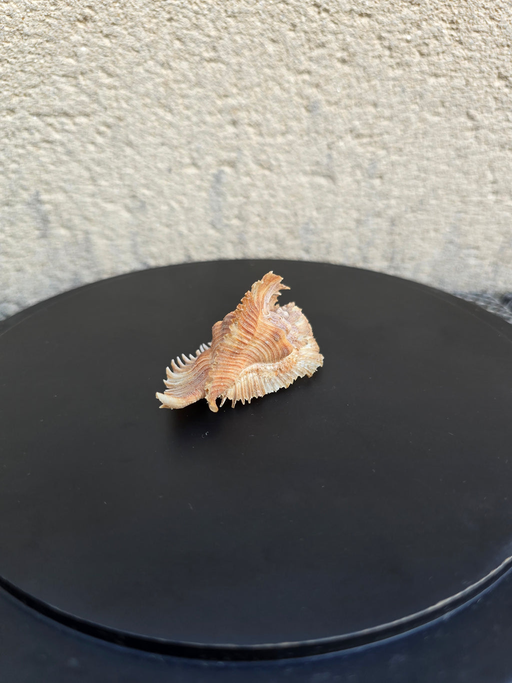 Coquillage Murex Chicoreus