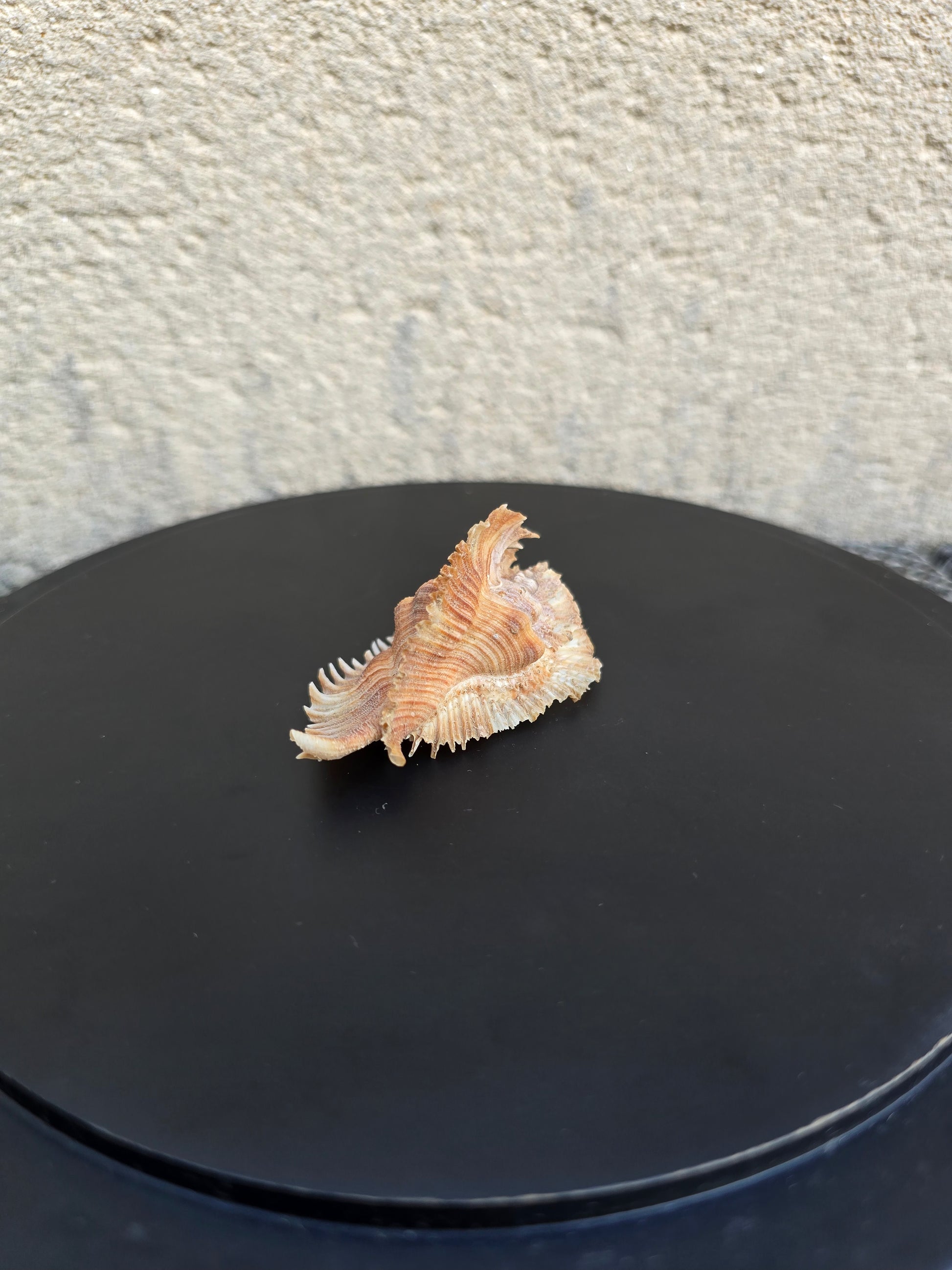 Coquillage Murex Chicoreus