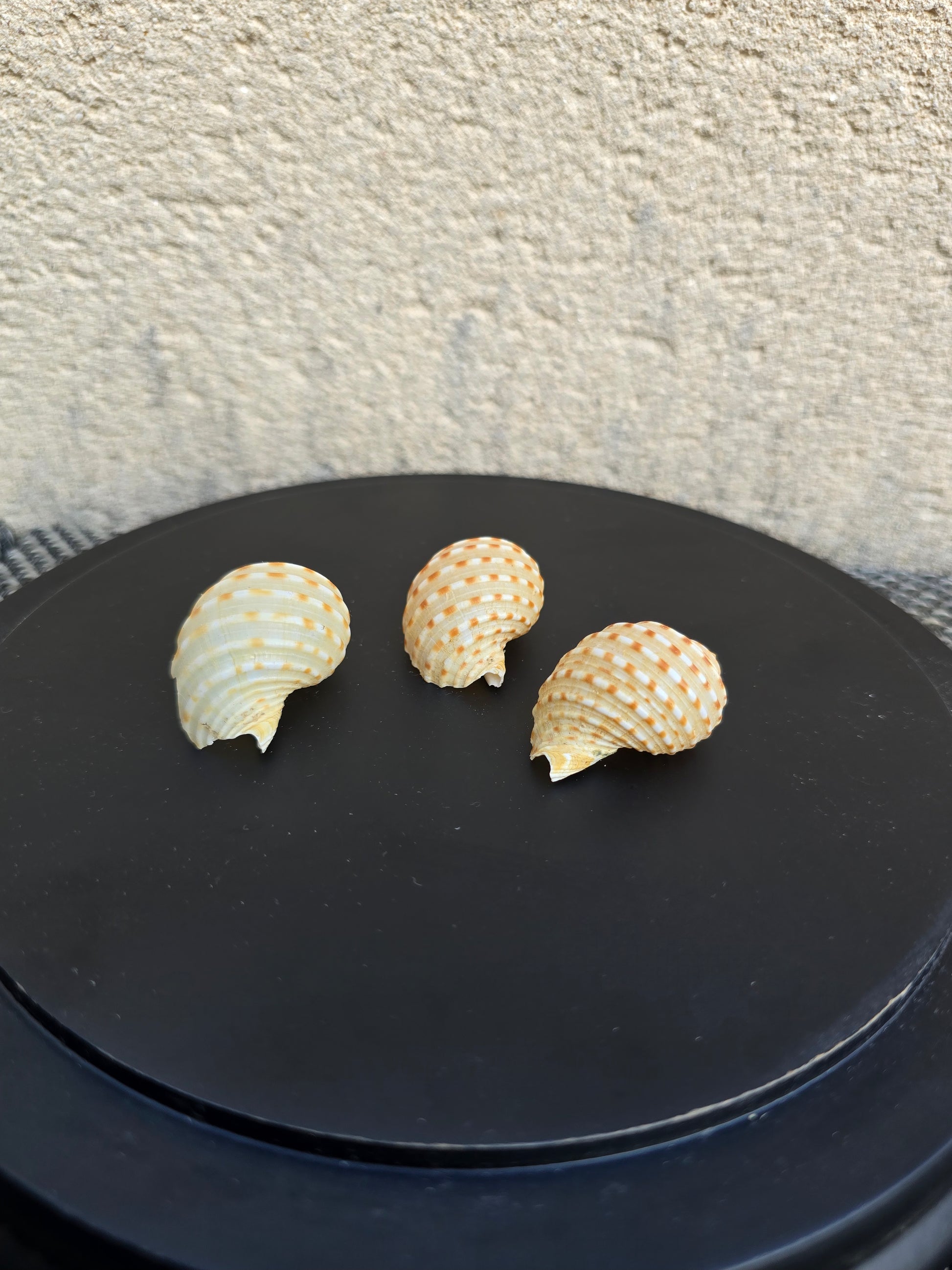 Coquillage Tonna tessellata
