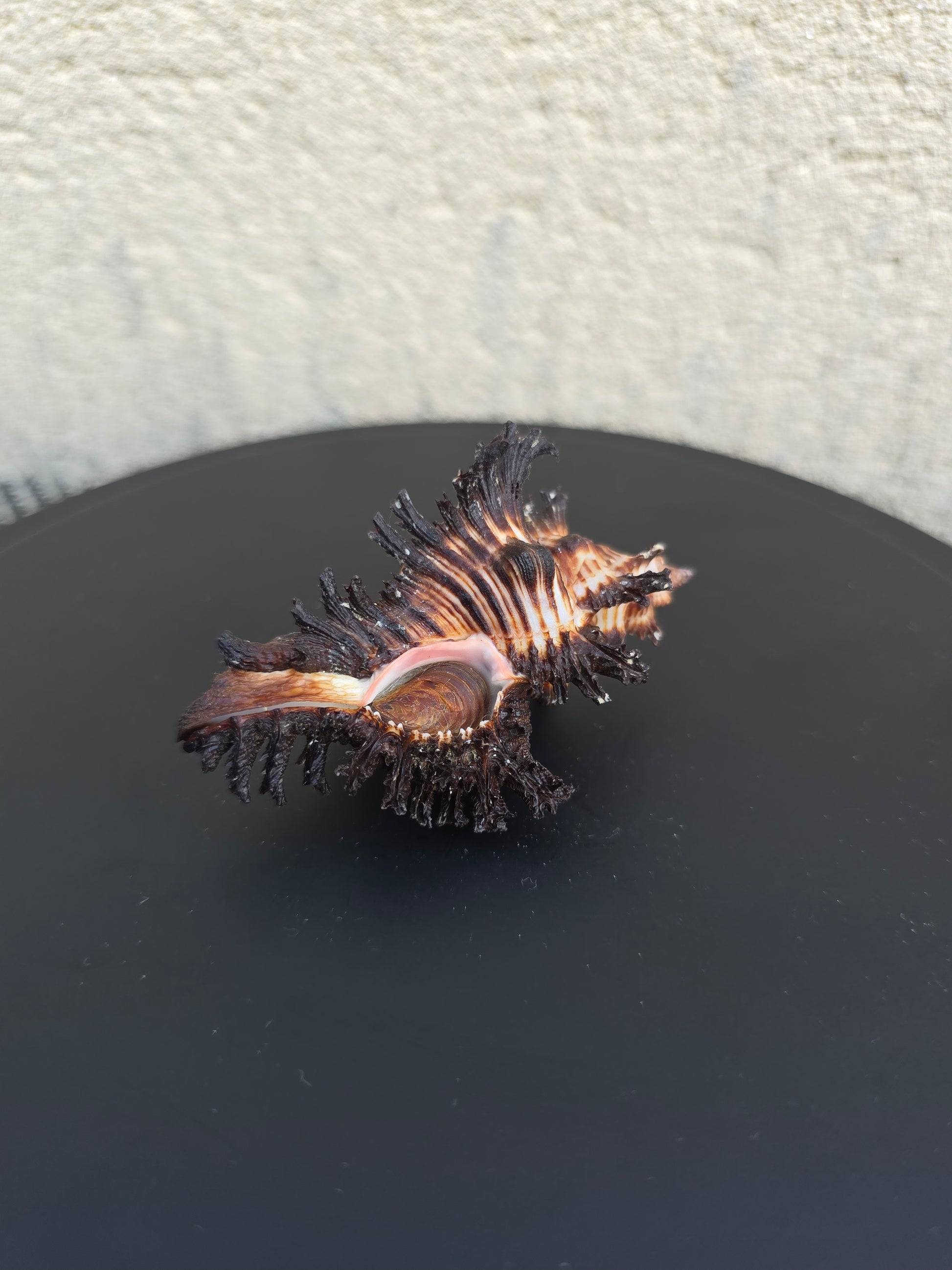 Coquillage Murex Chicoreus