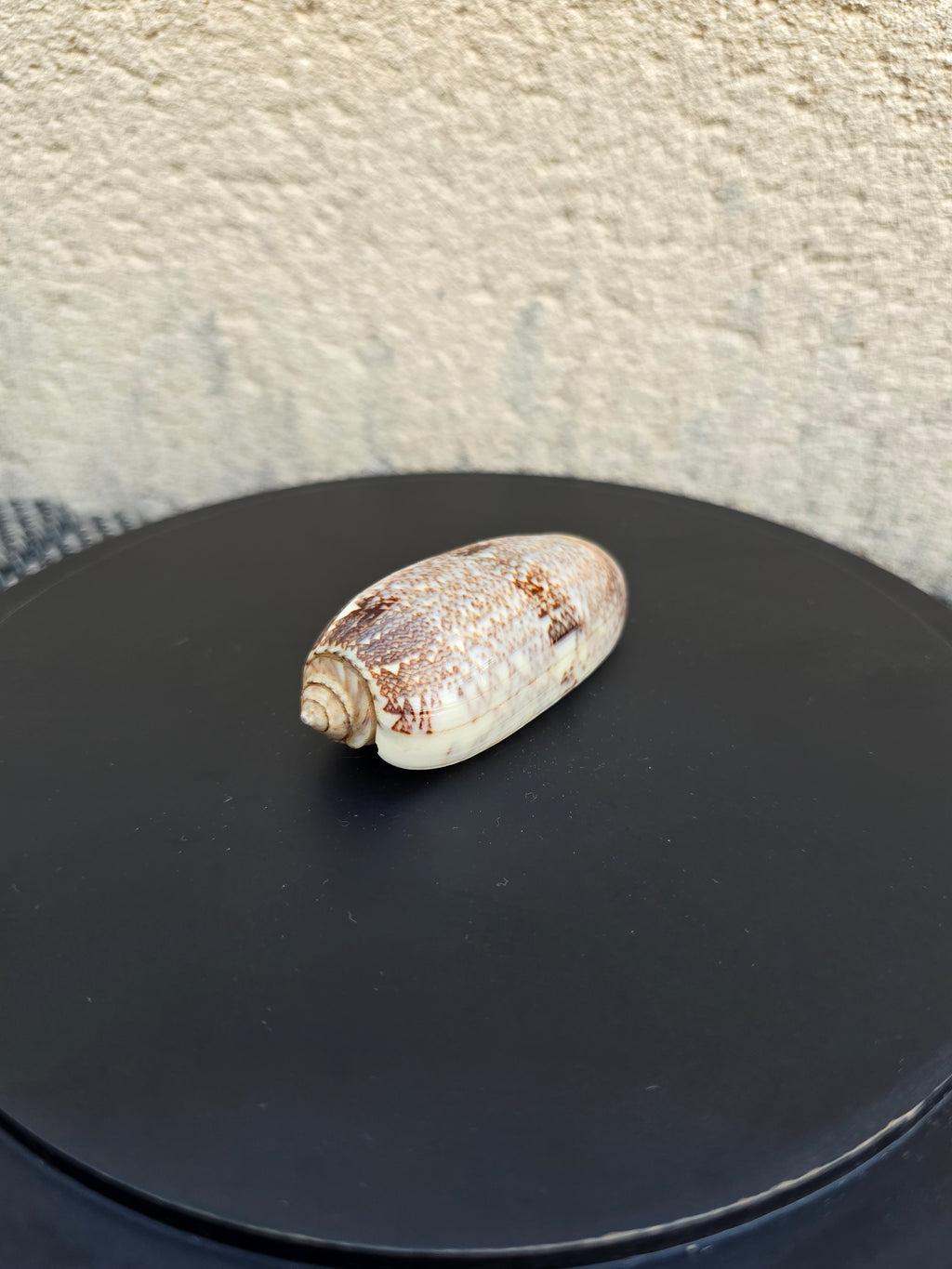 Coquillage Oliva 72-75 mm