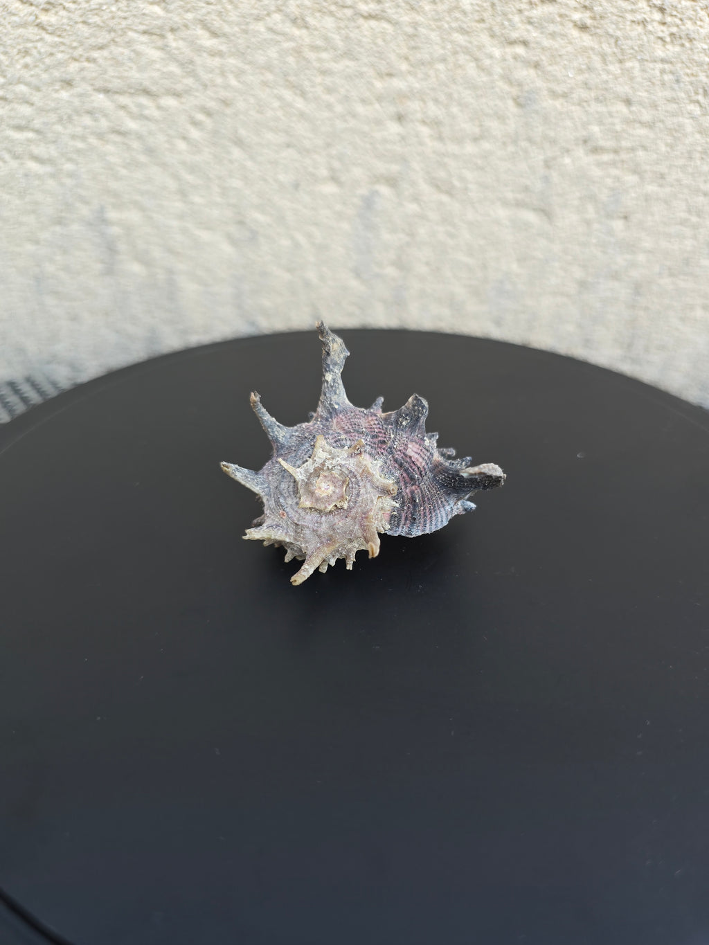 Coquillage Angora delphine