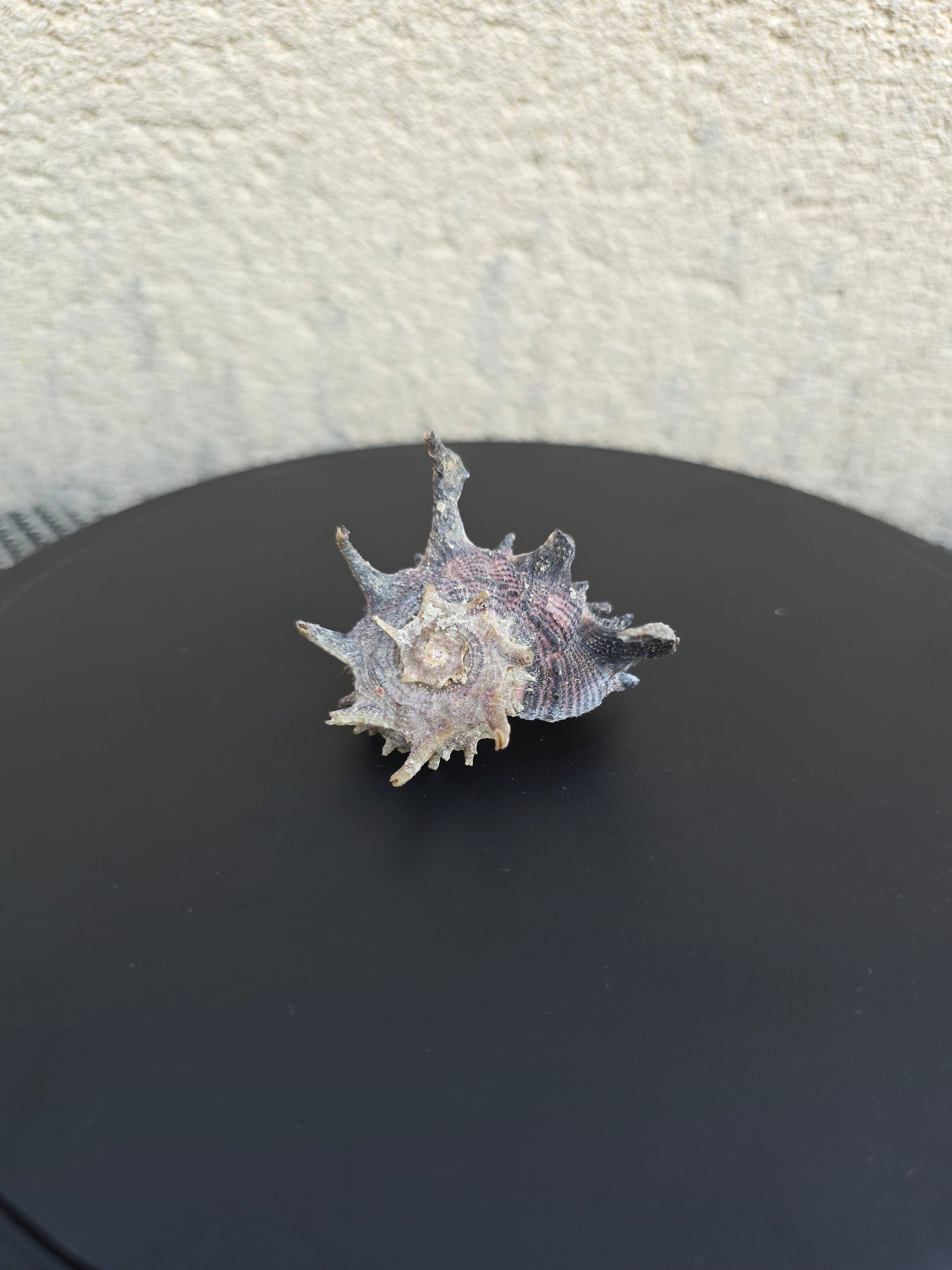 Coquillage Angora delphine