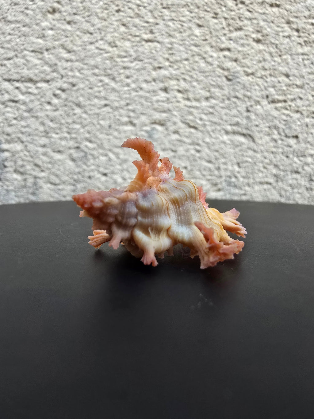 Coquillage Chicoreus Murex