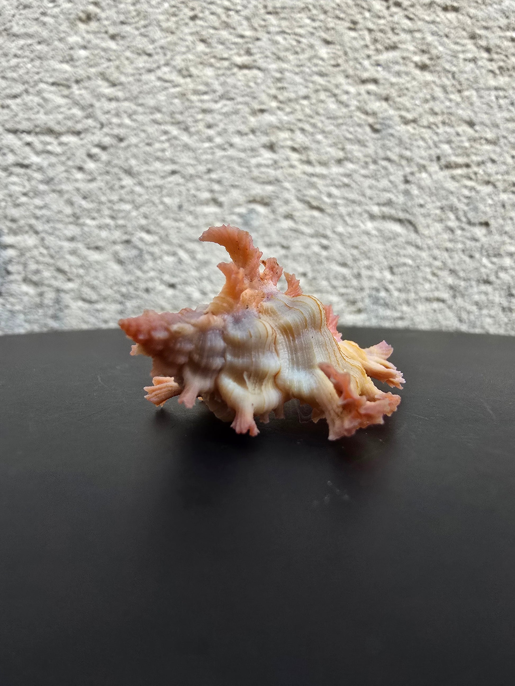 Coquillage Chicoreus Murex