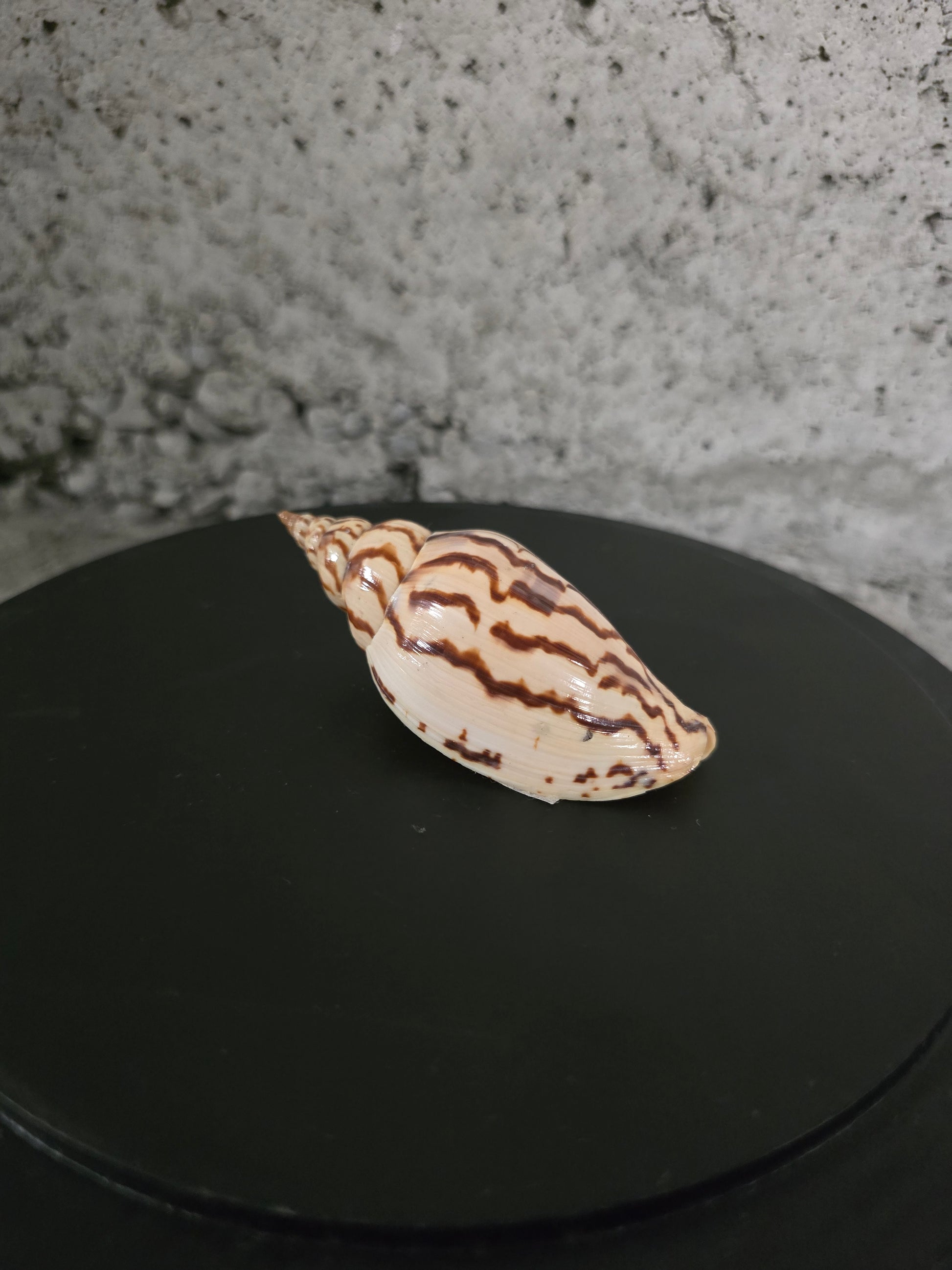 Coquillage Neptunea loroisii