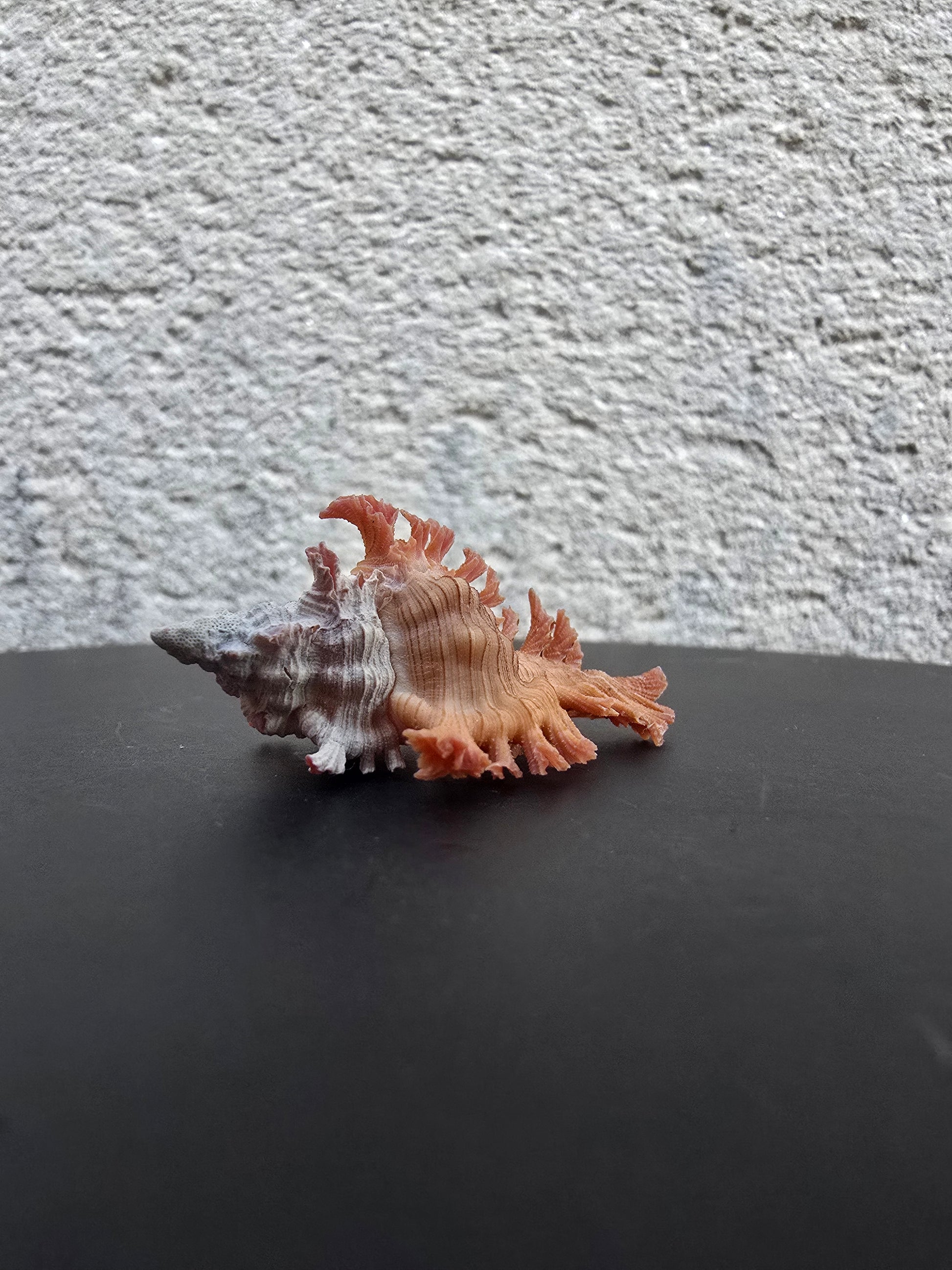 Coquillage Chicoreus Murex