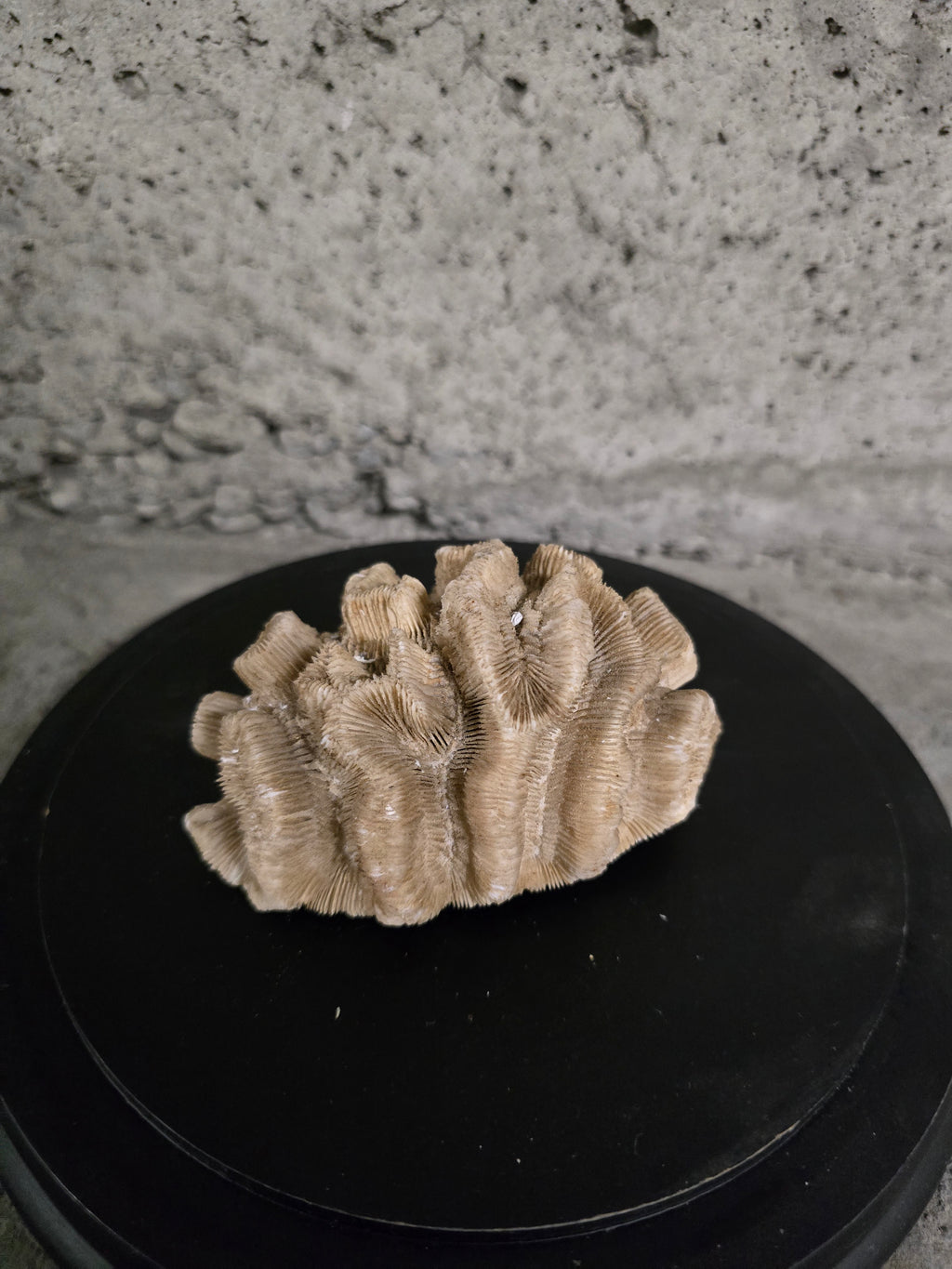 Pierre fossilisée corail