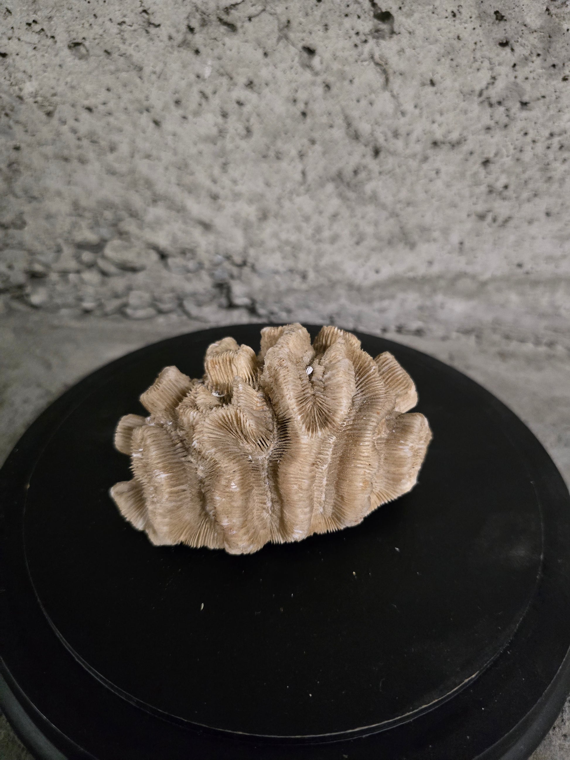 Pierre fossilisée corail
