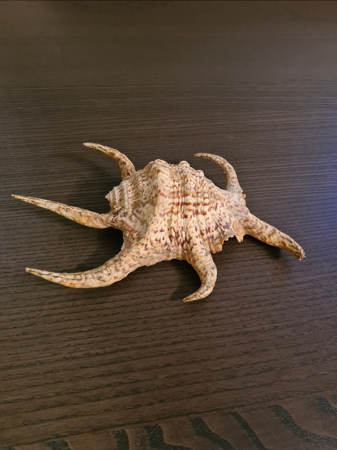 Coquillage Lambis Chiragra Limoré