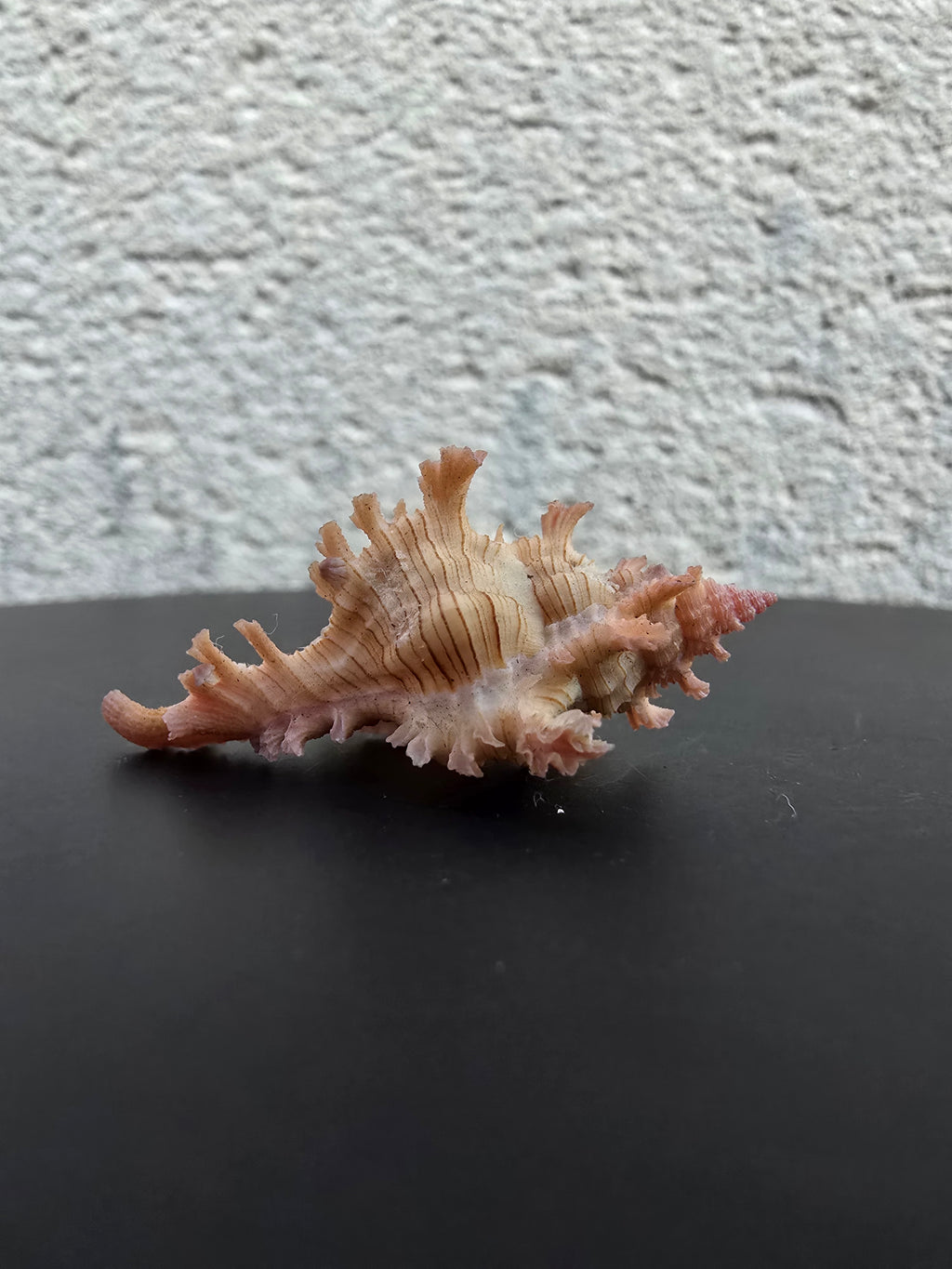 Coquillage Chicoreus Murex