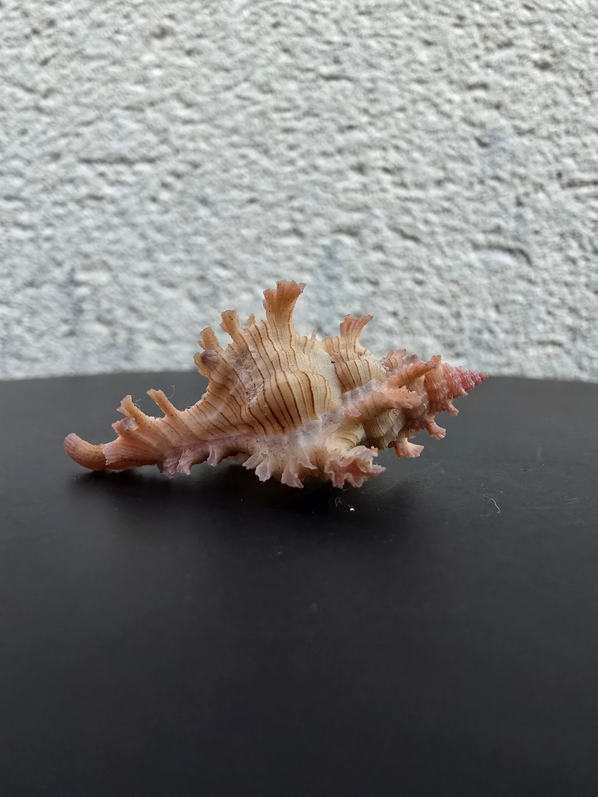 Coquillage Chicoreus Murex