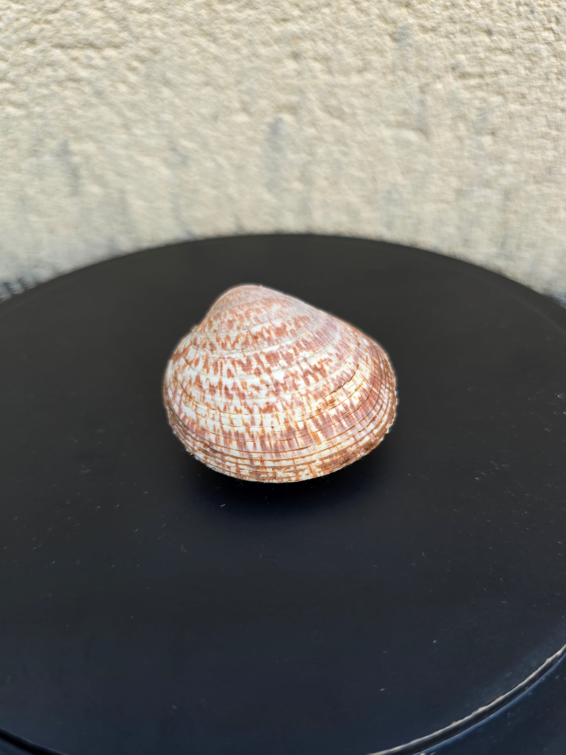 Coquillage Amande des mers