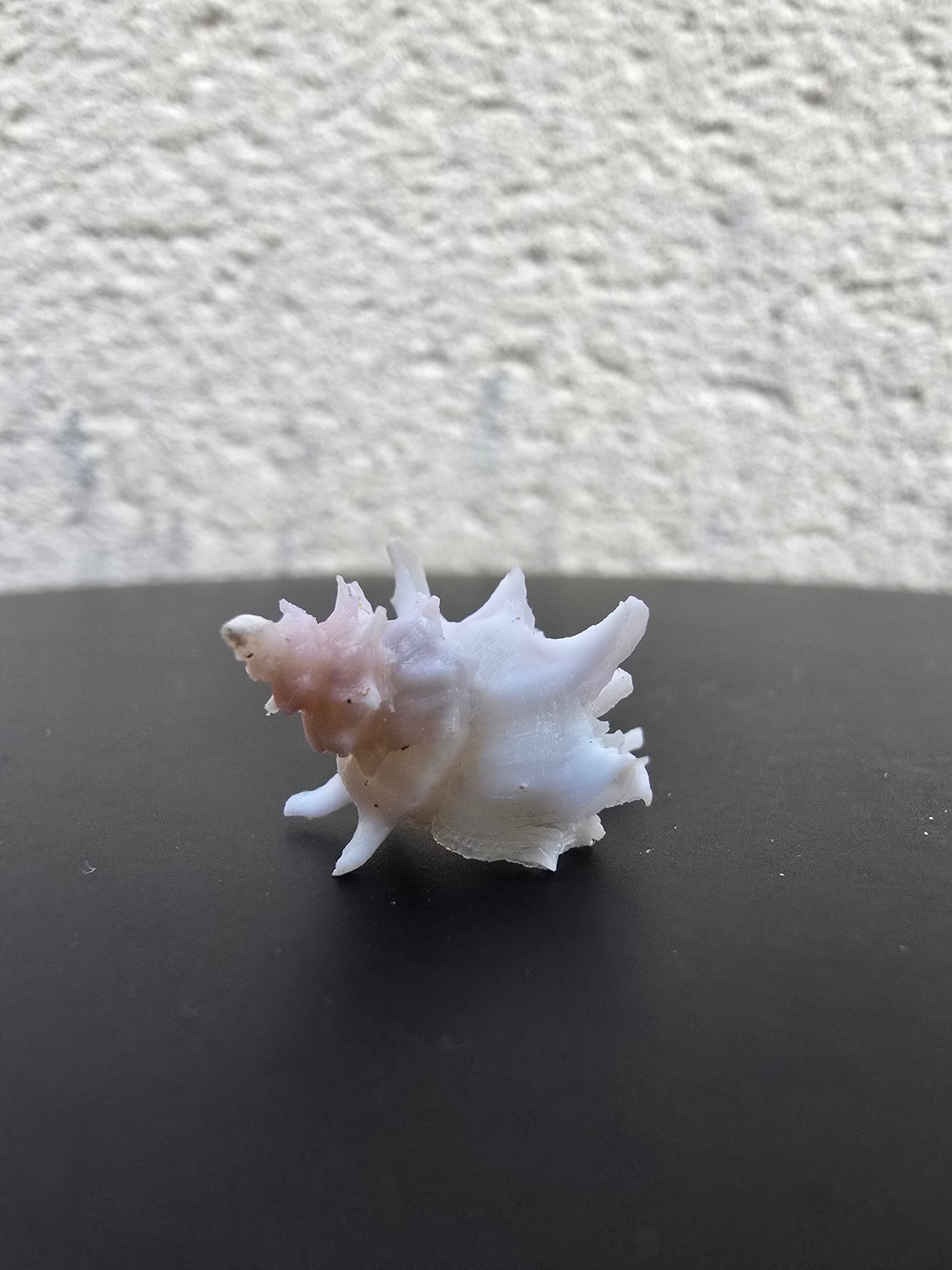 Coquillage Chicoreus Murex