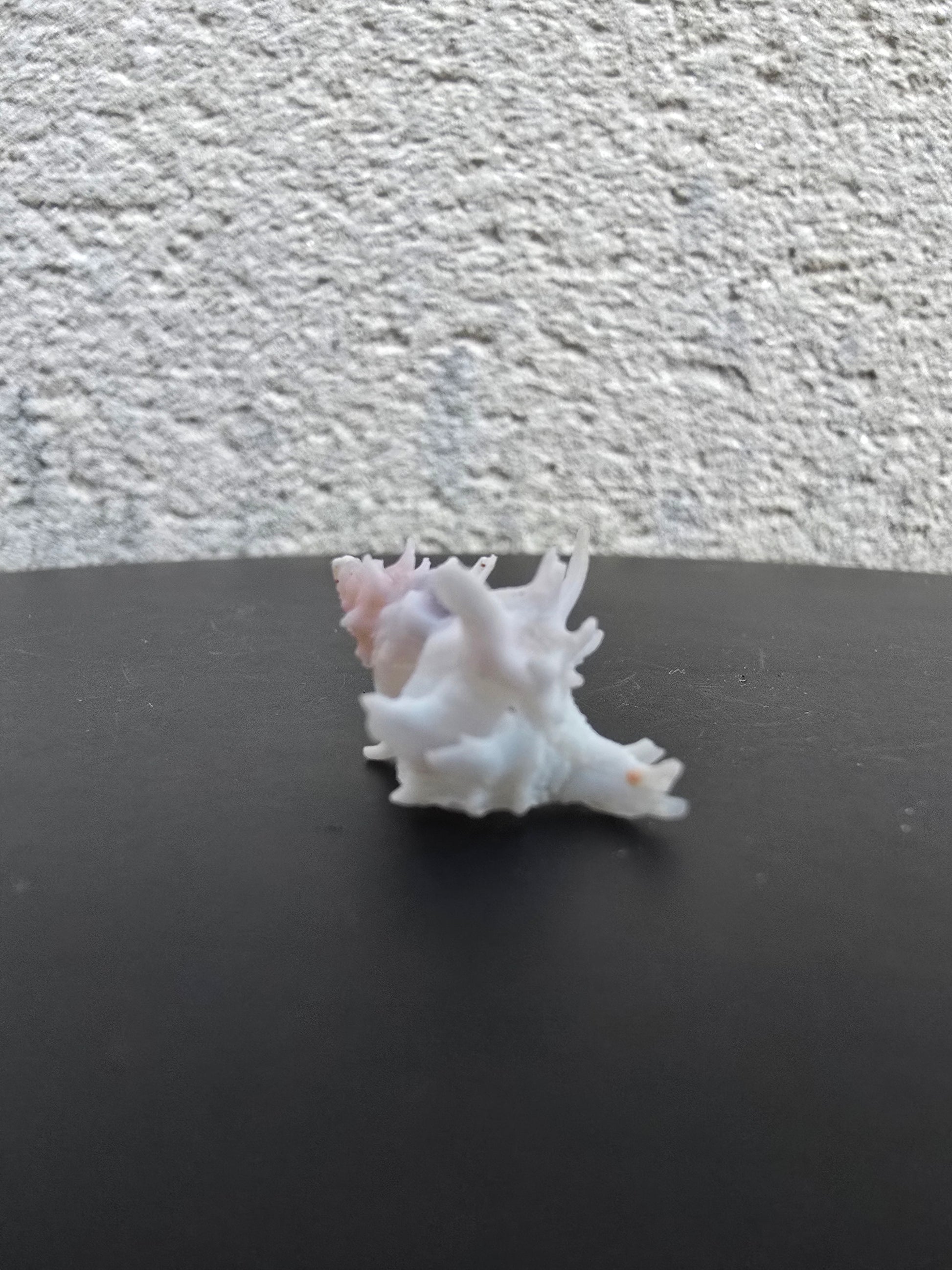 Coquillage Chicoreus Murex