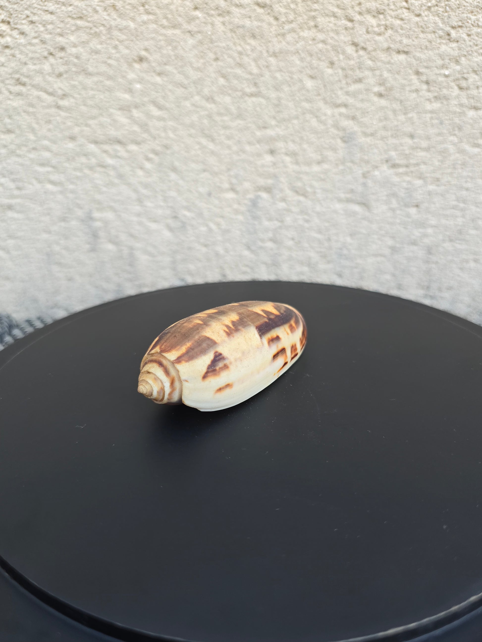 Coquillage Oliva 72-75 mm