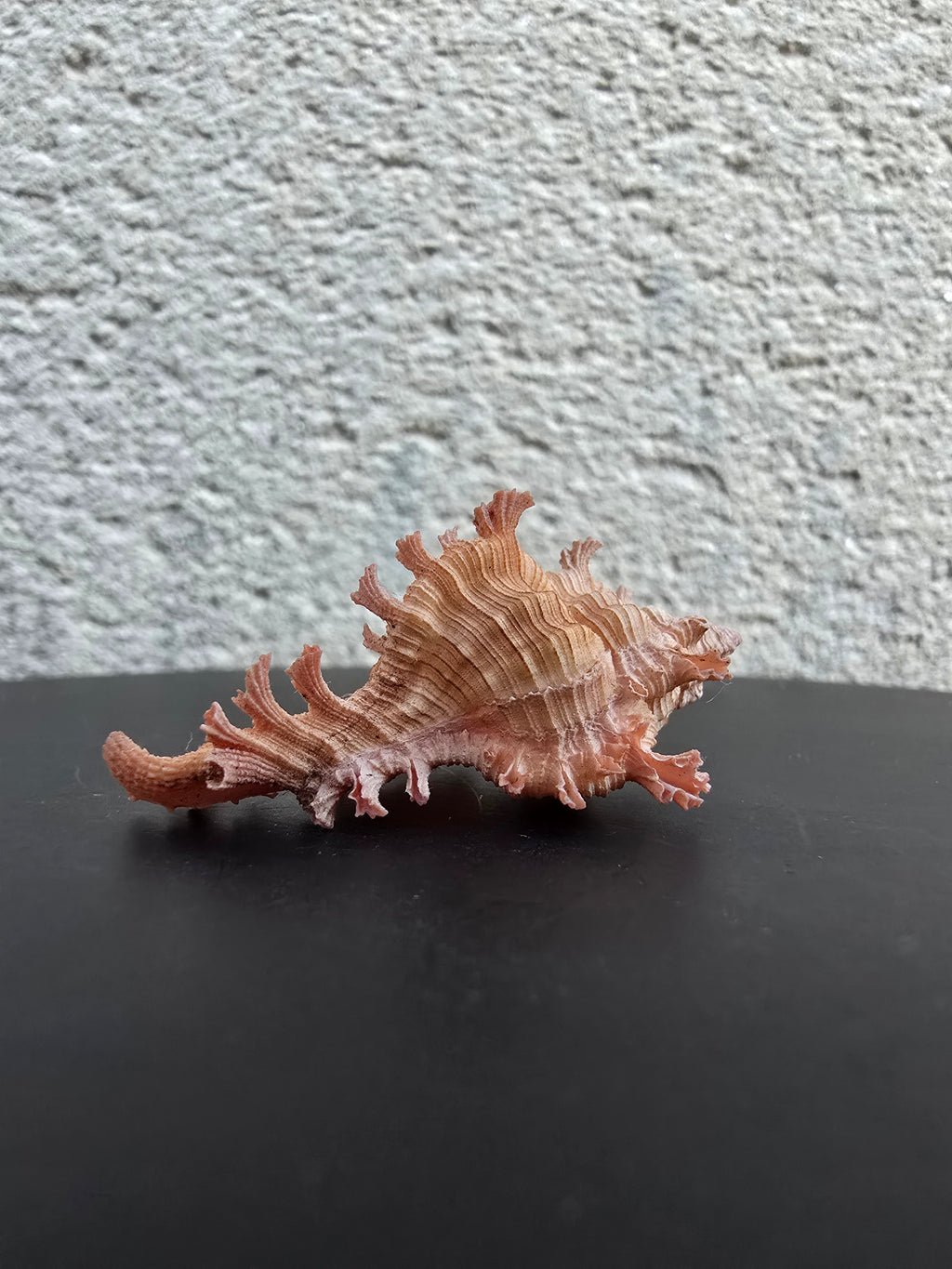 Coquillage Chicoreus Murex
