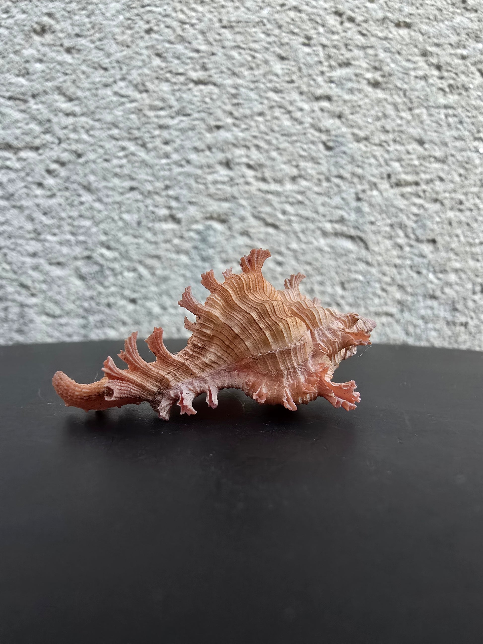 Coquillage Chicoreus Murex