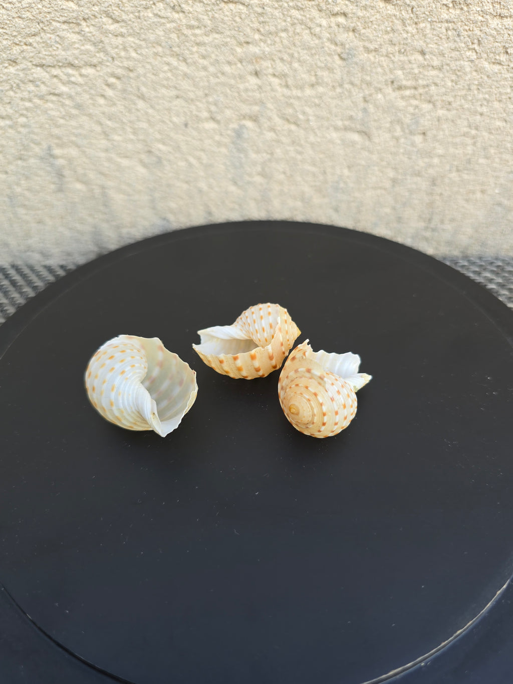 Coquillage Tonna tessellata