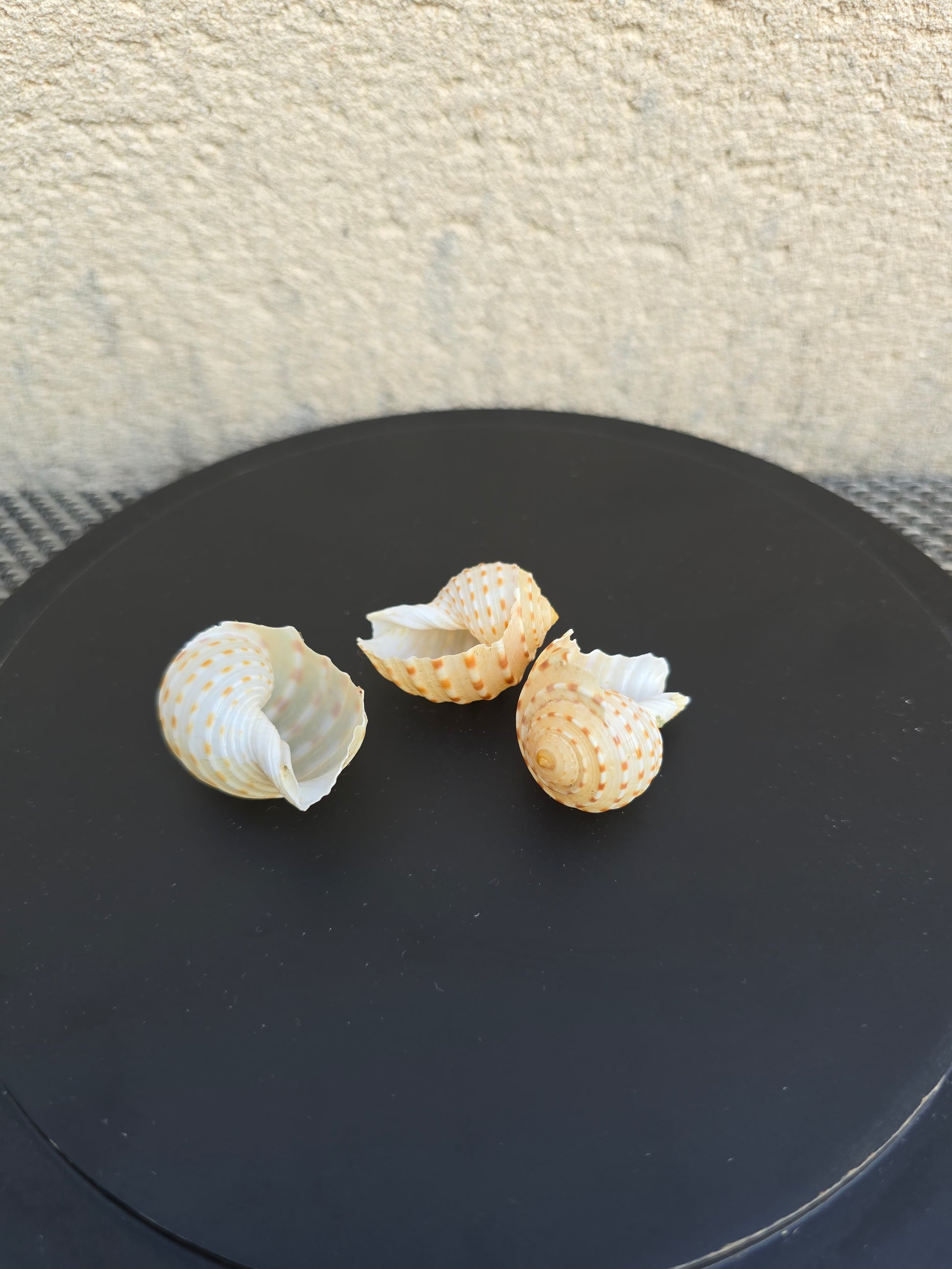 Coquillage Tonna tessellata