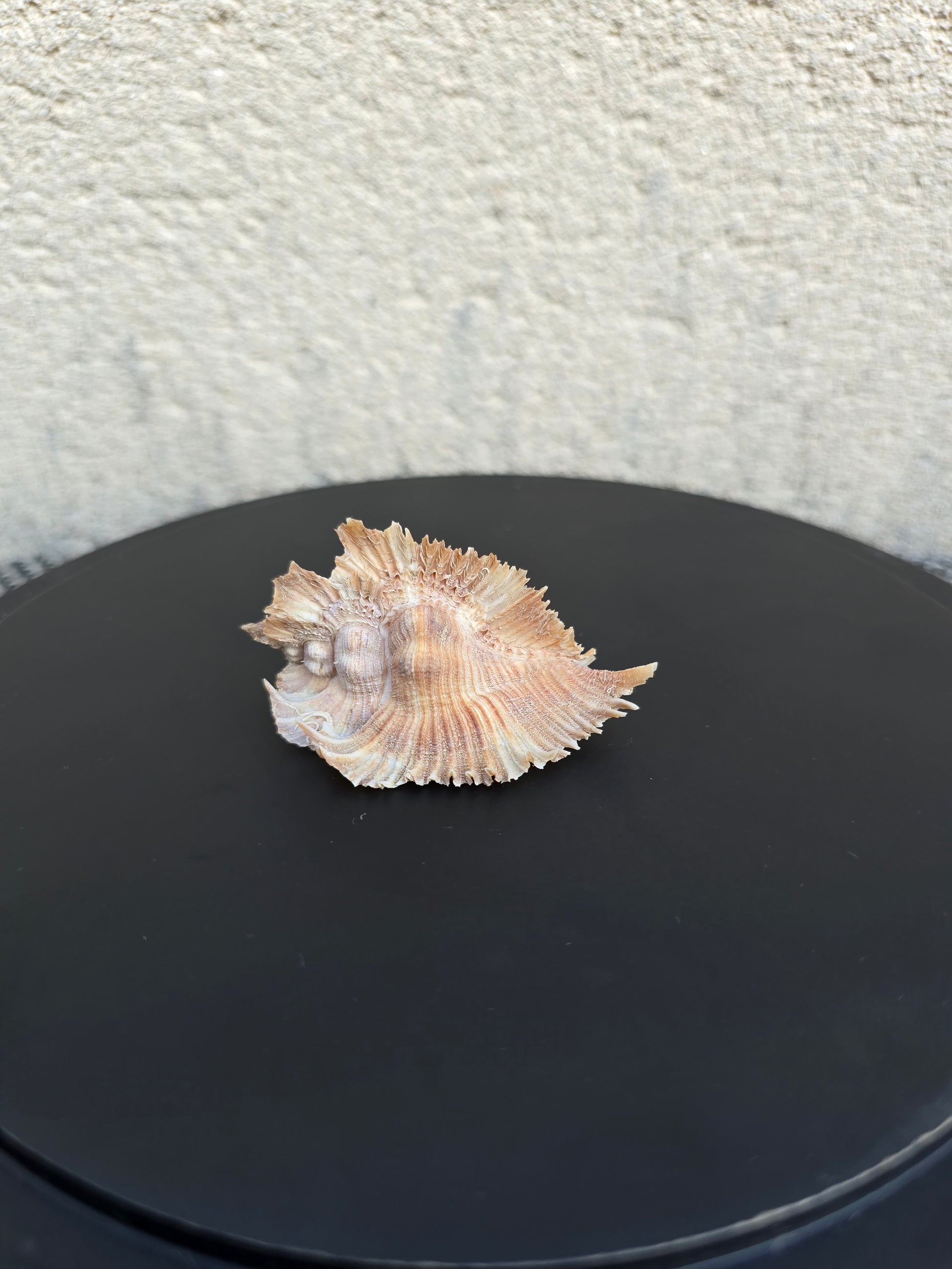 Coquillage Murex Chicoreus