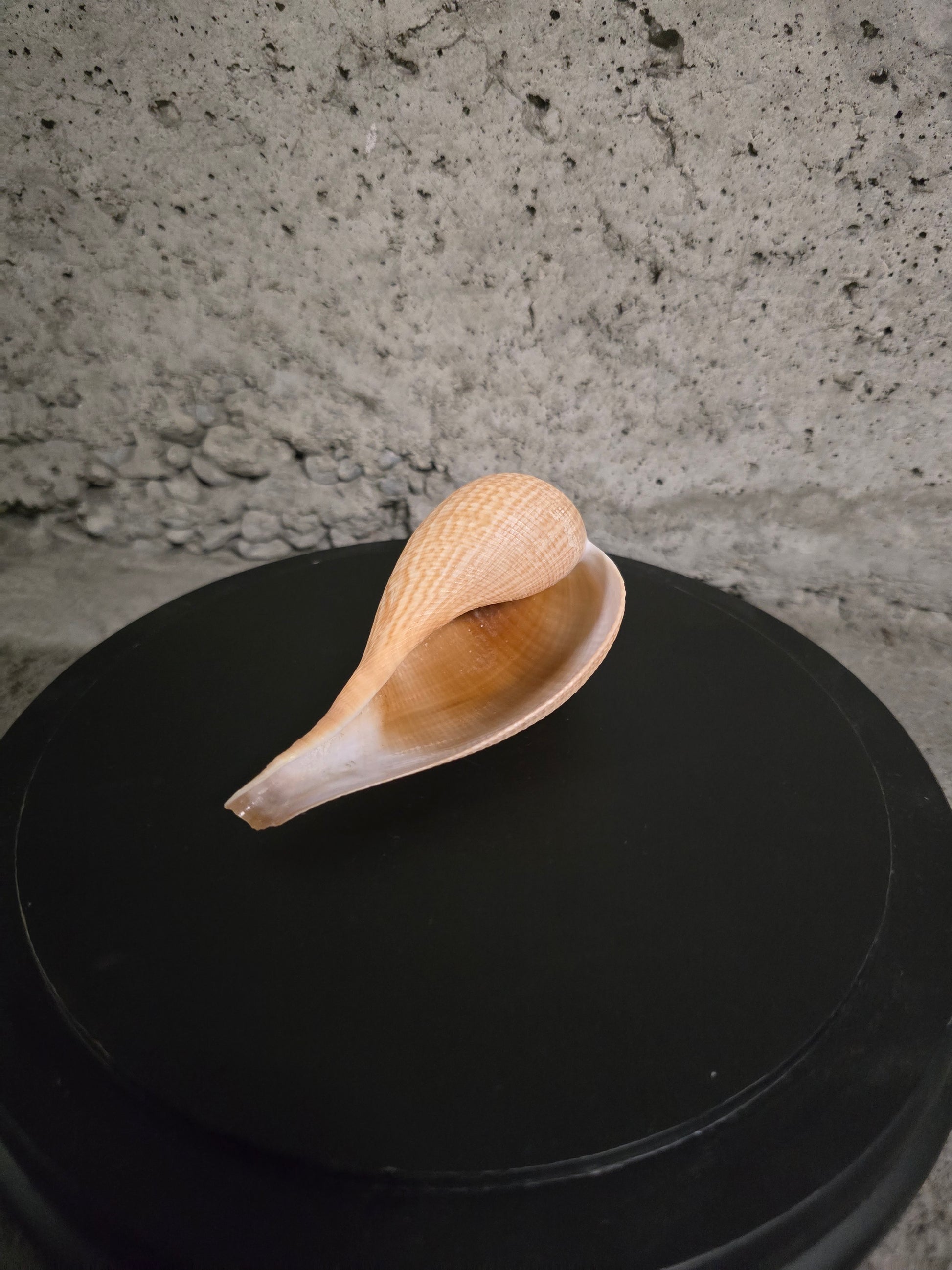 Coquillage figue gracilis