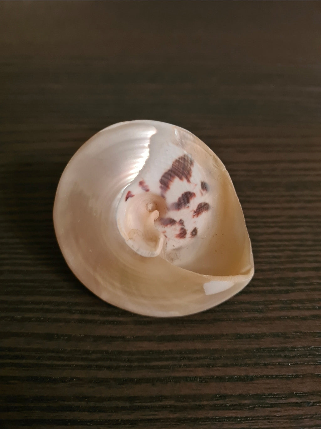 Coquillage Troca Perlé