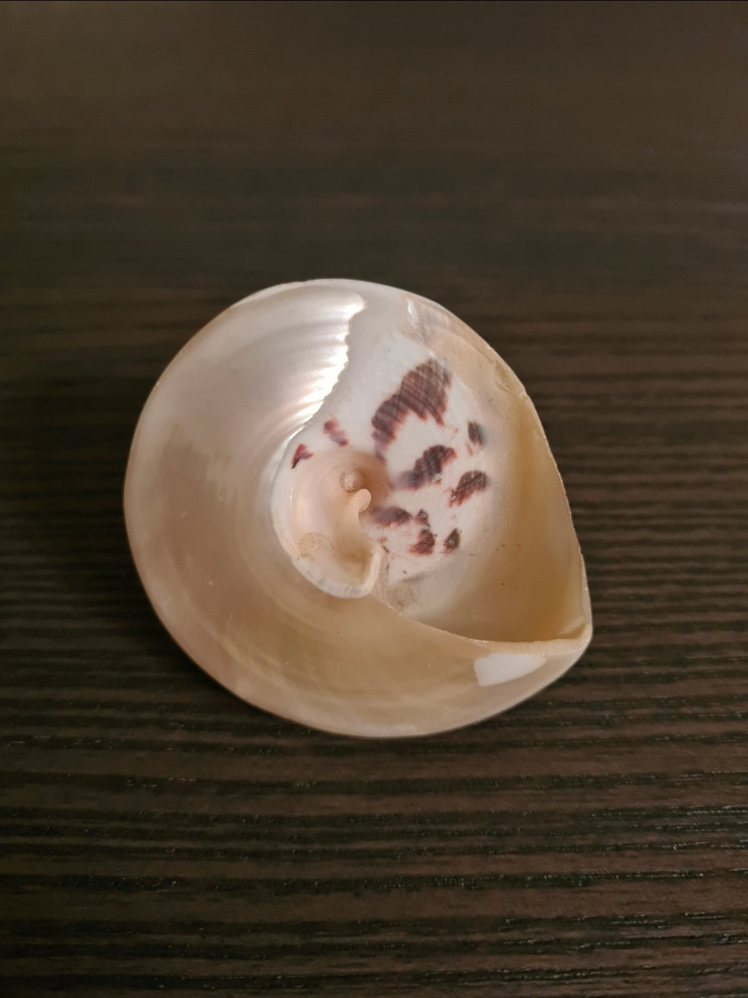 Coquillage Troca Perlé