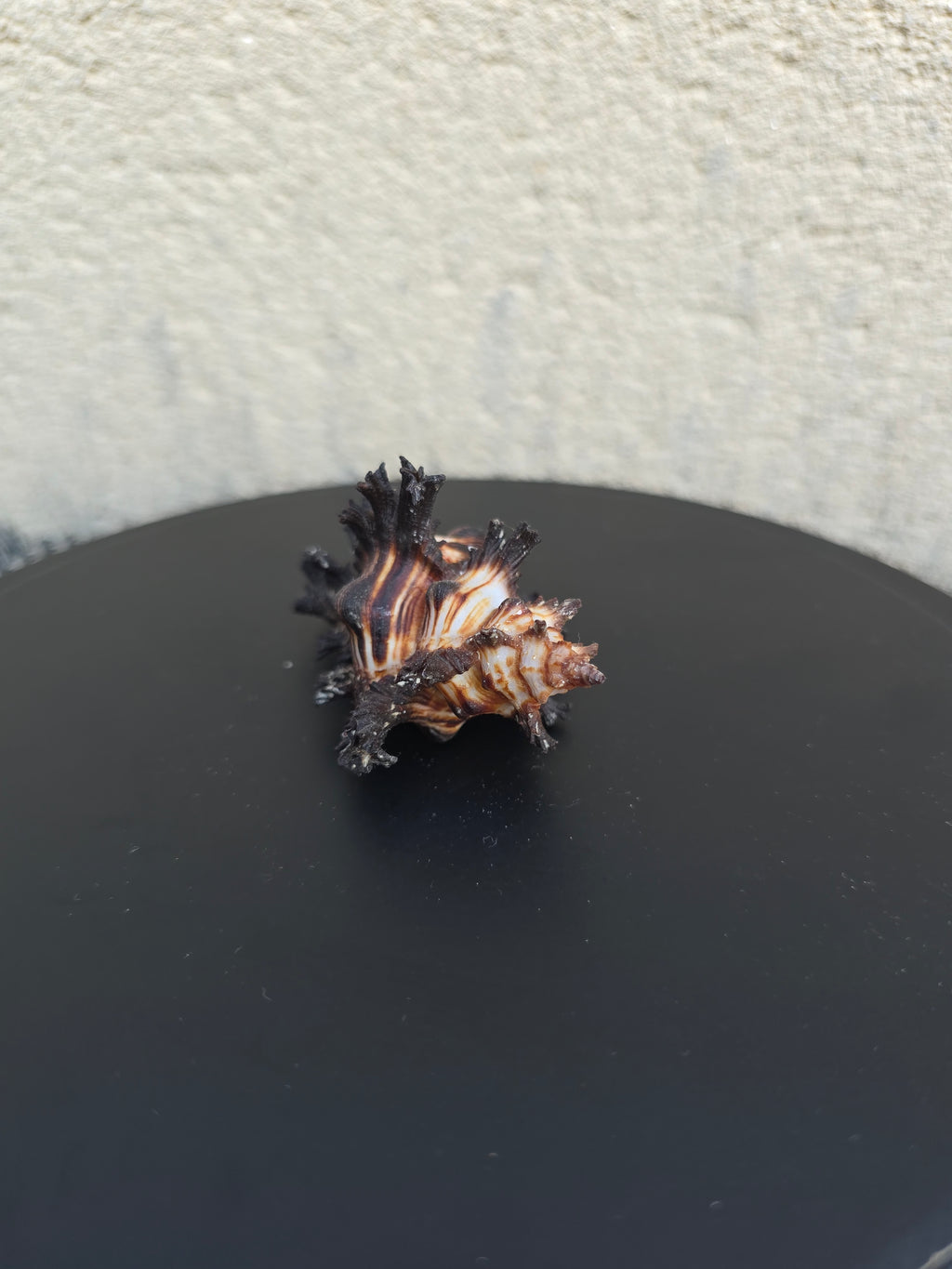 Coquillage Murex Chicoreus