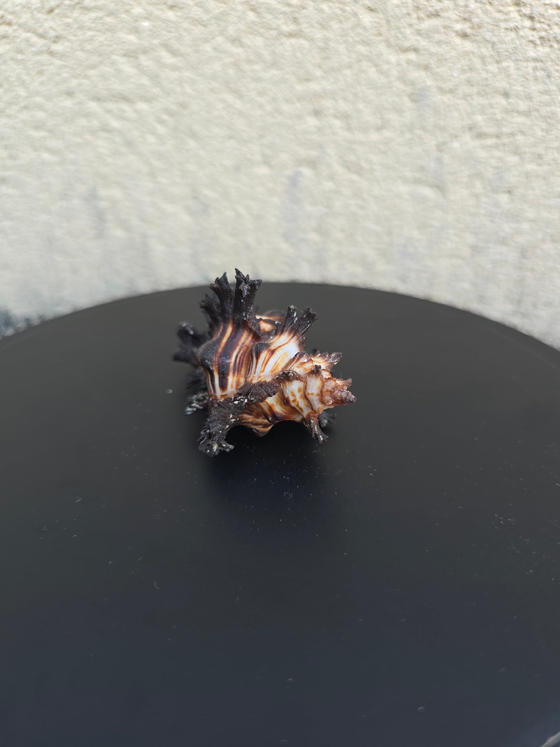 Coquillage Murex Chicoreus