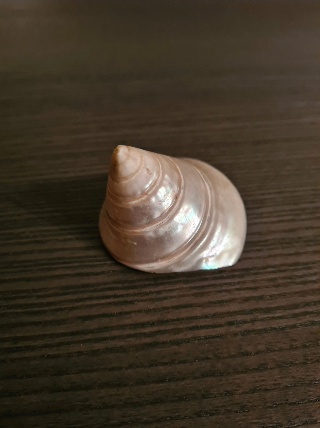 Coquillage Troca Perlé