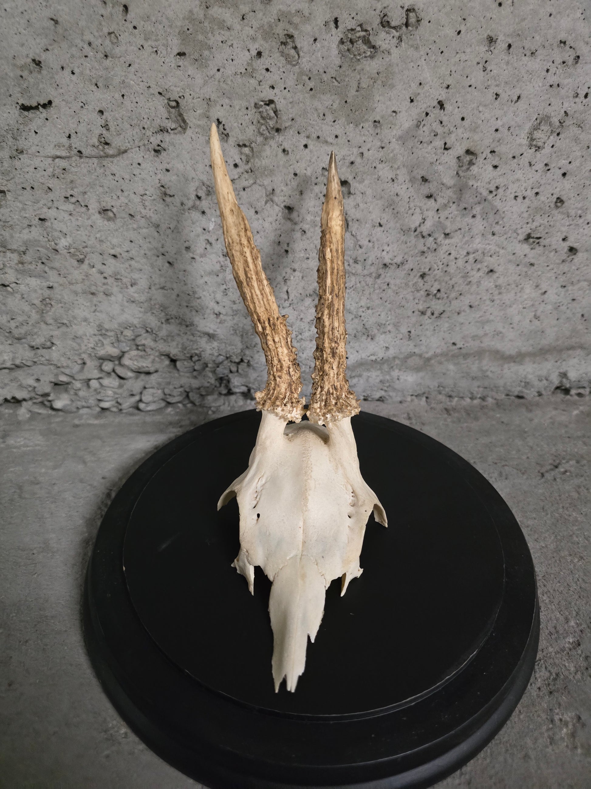 Ostéologie de chevreuils