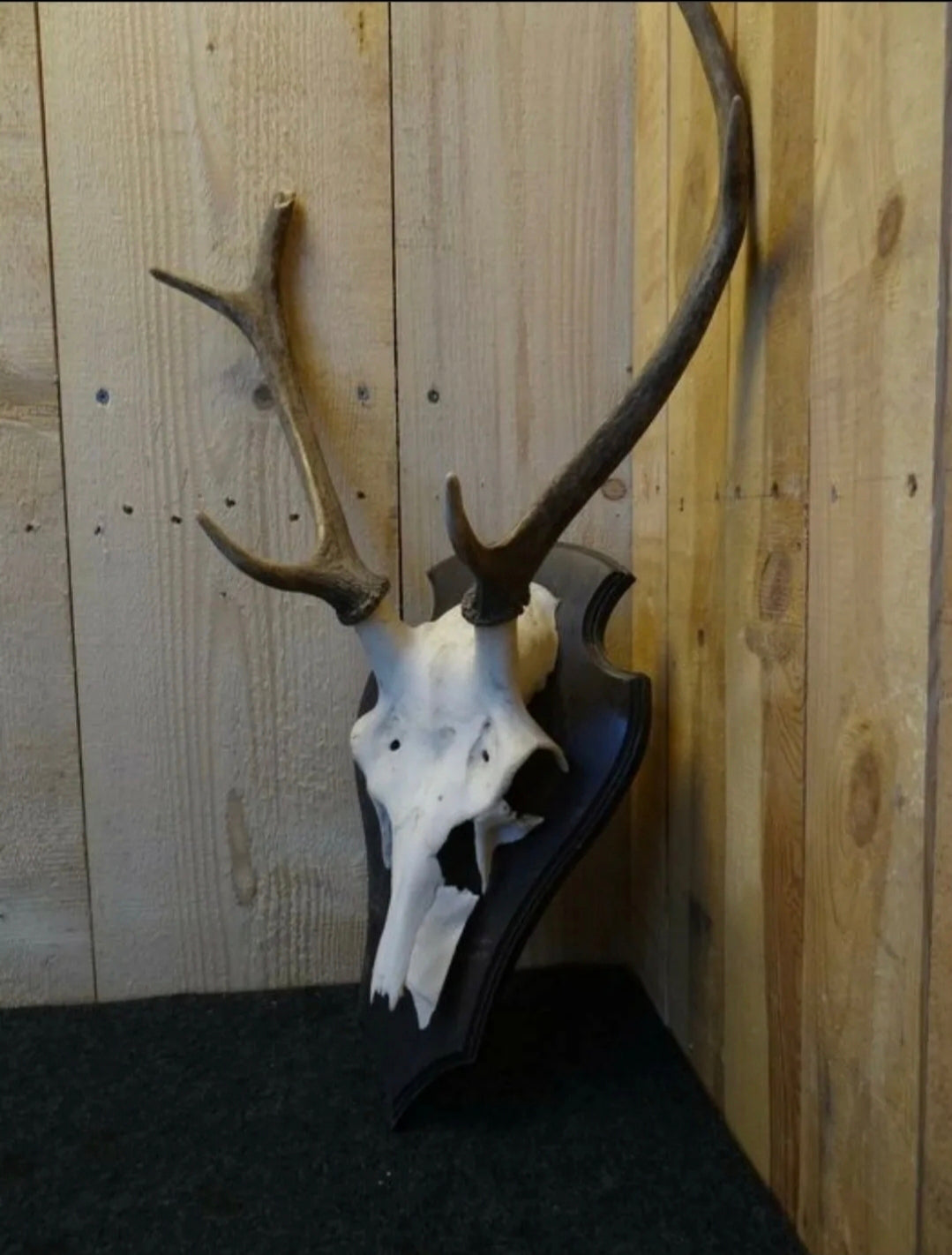 Trophée de chasse, cerf élaphe