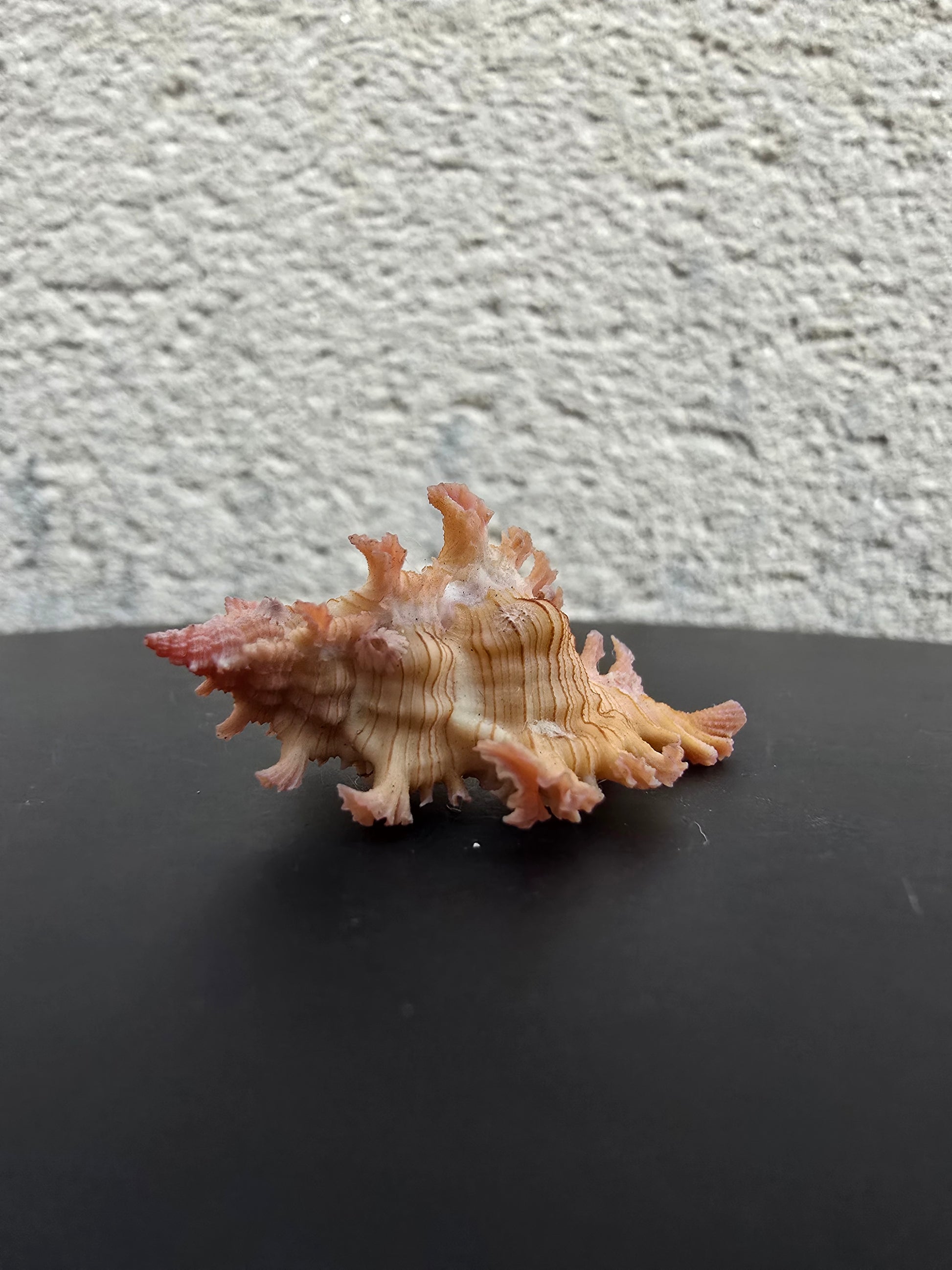 Coquillage Chicoreus Murex