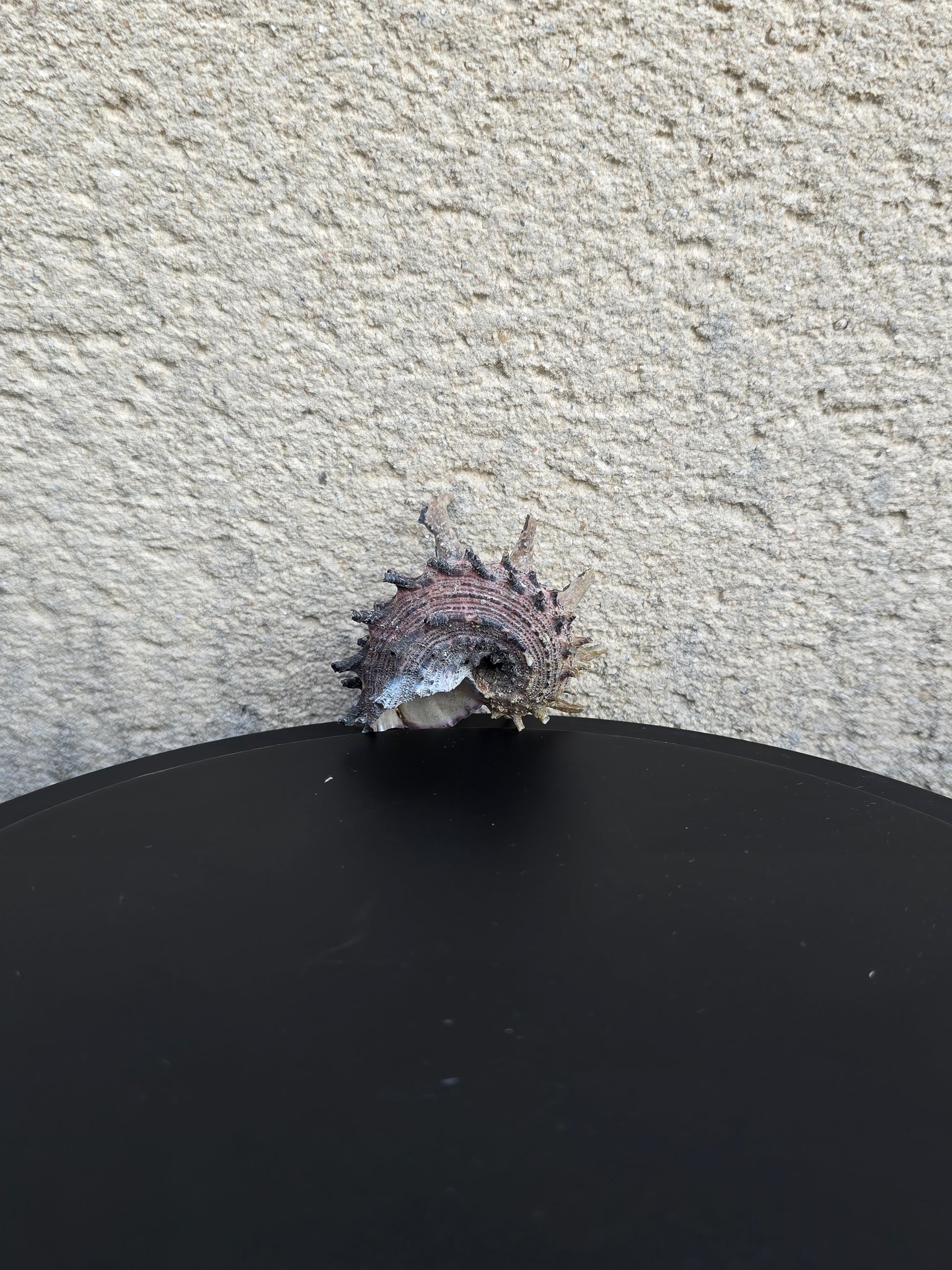 Coquillage Angora delphine