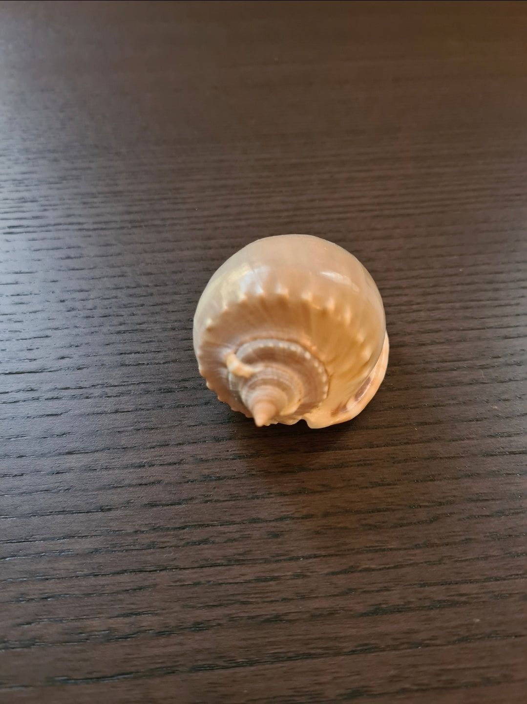 Coquillage Cassis Phalium