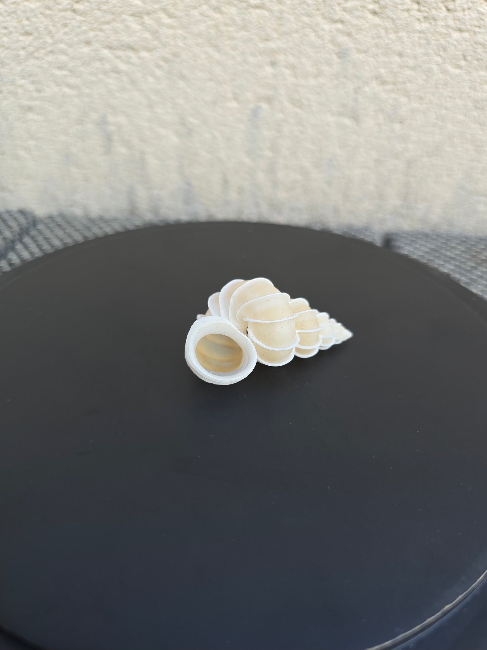 Coquillage Epitonium